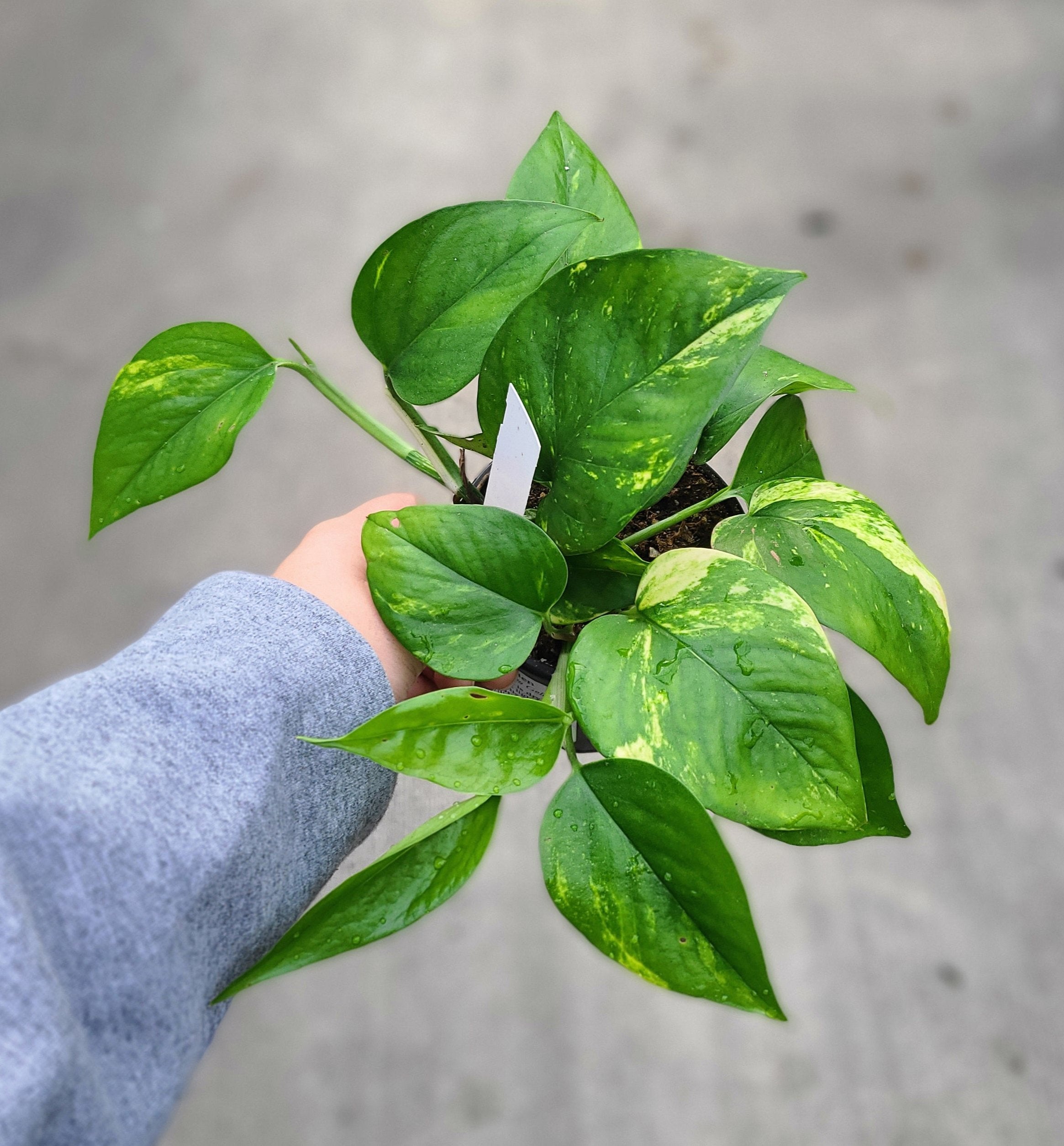 Pothos, Golden