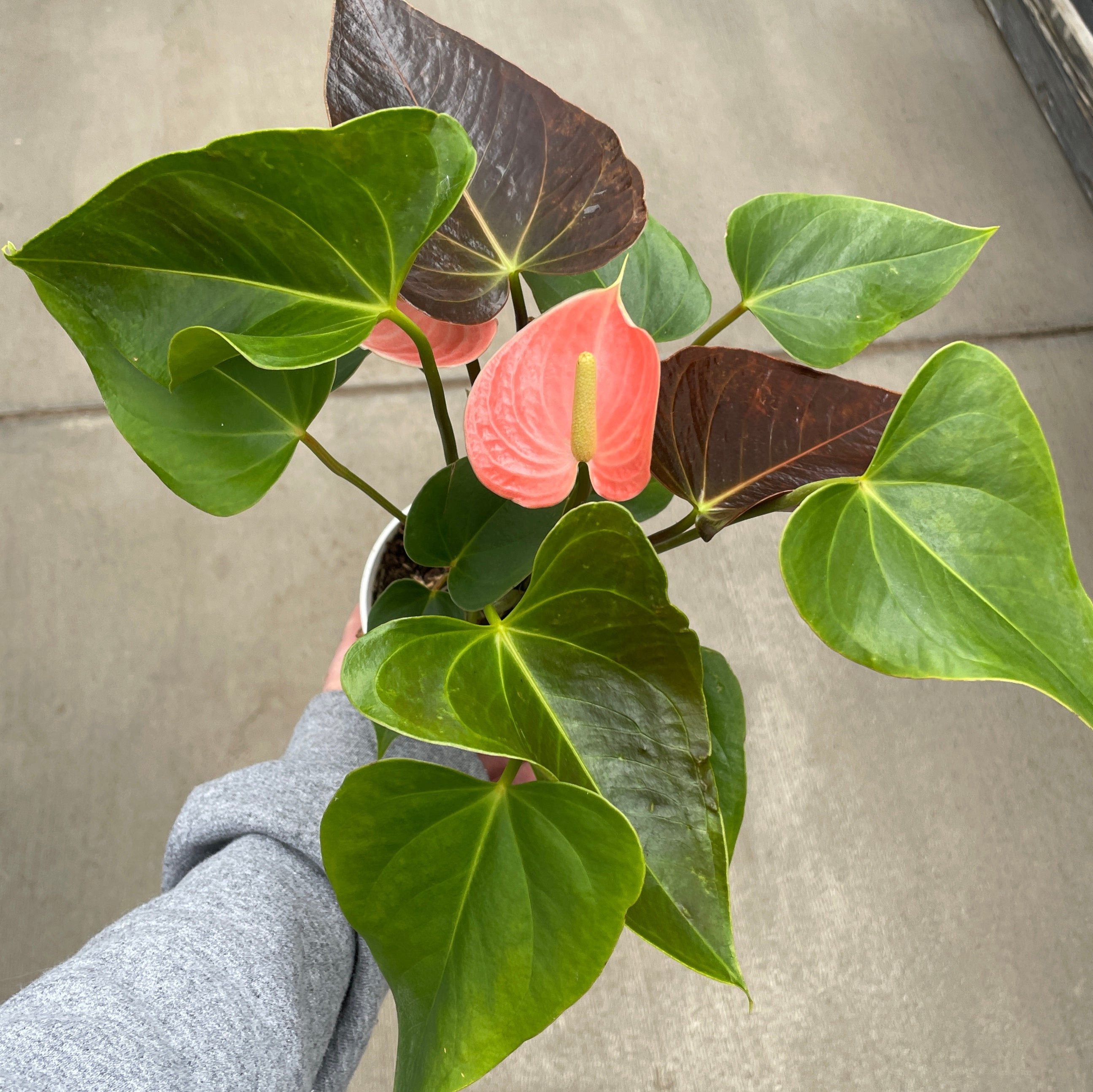 Anthurium