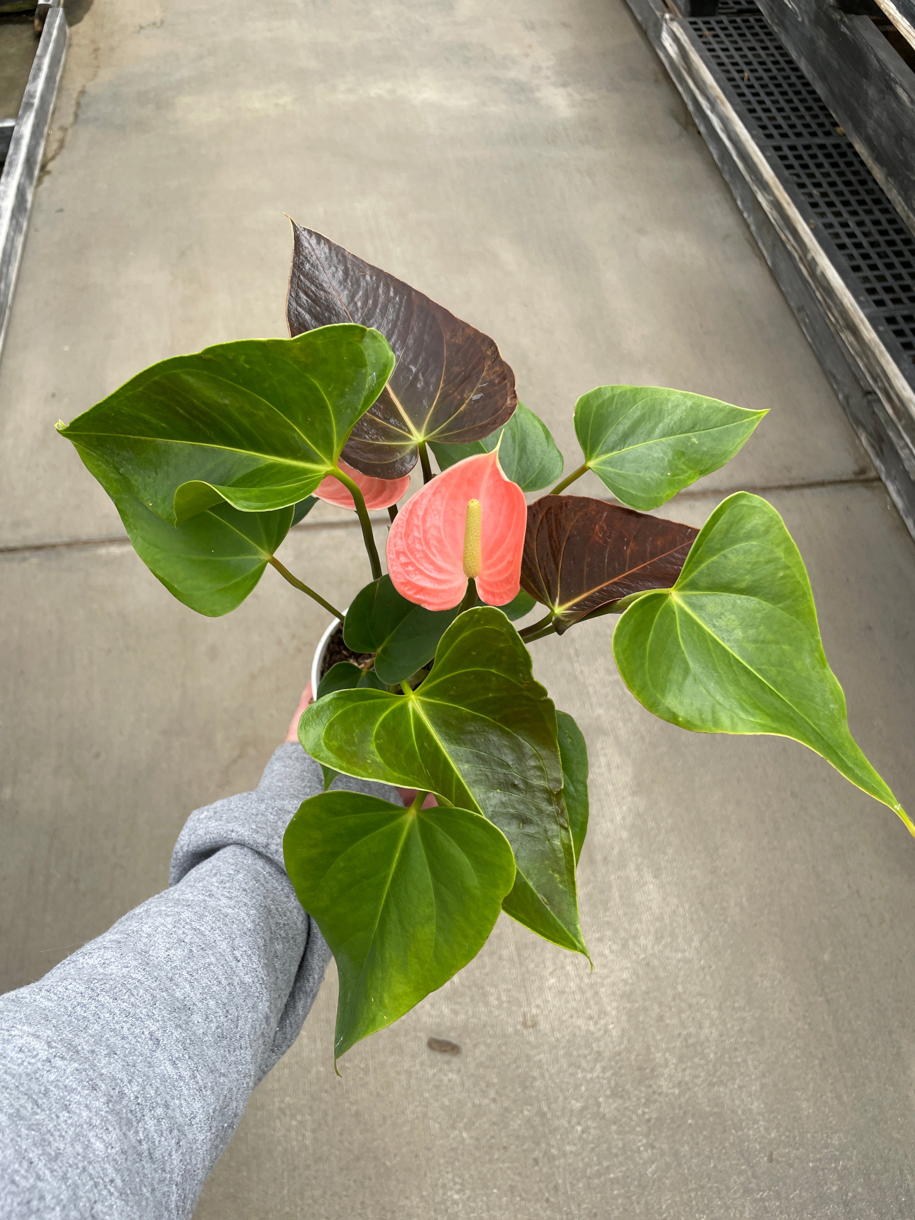 Anthurium