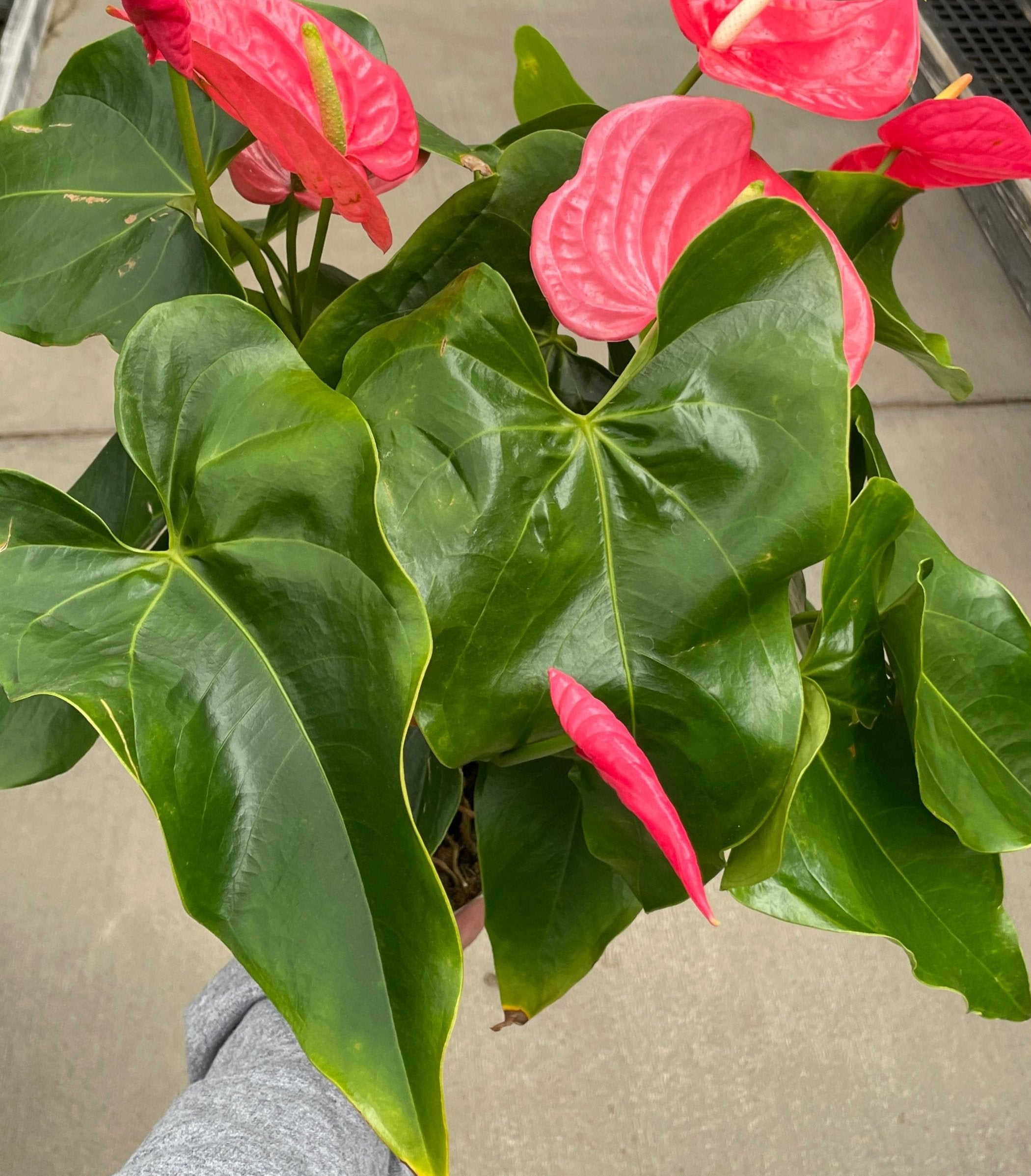 Anthurium