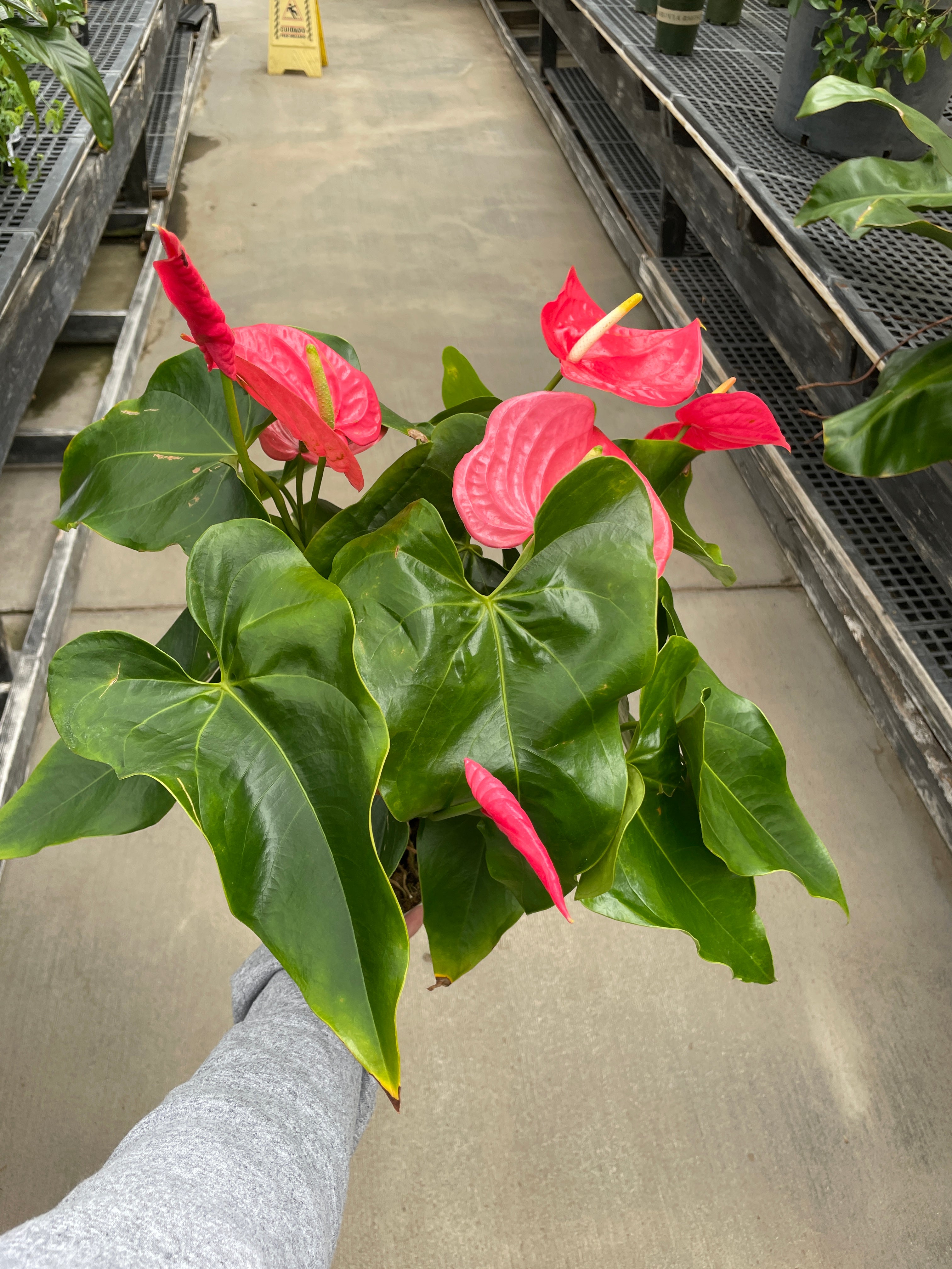 Anthurium