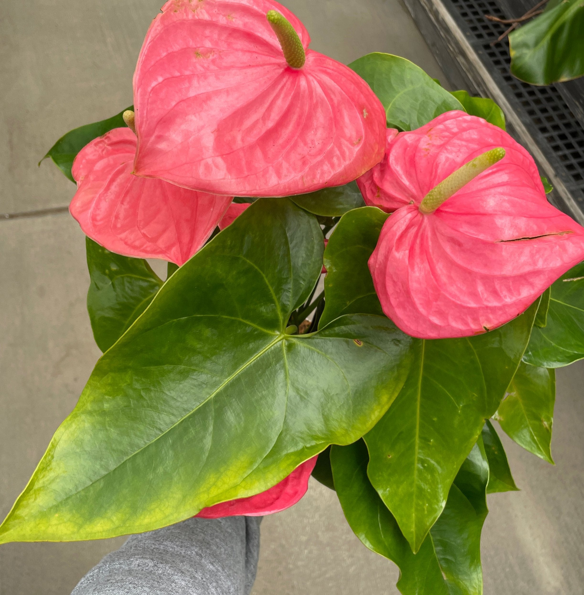 Anthurium