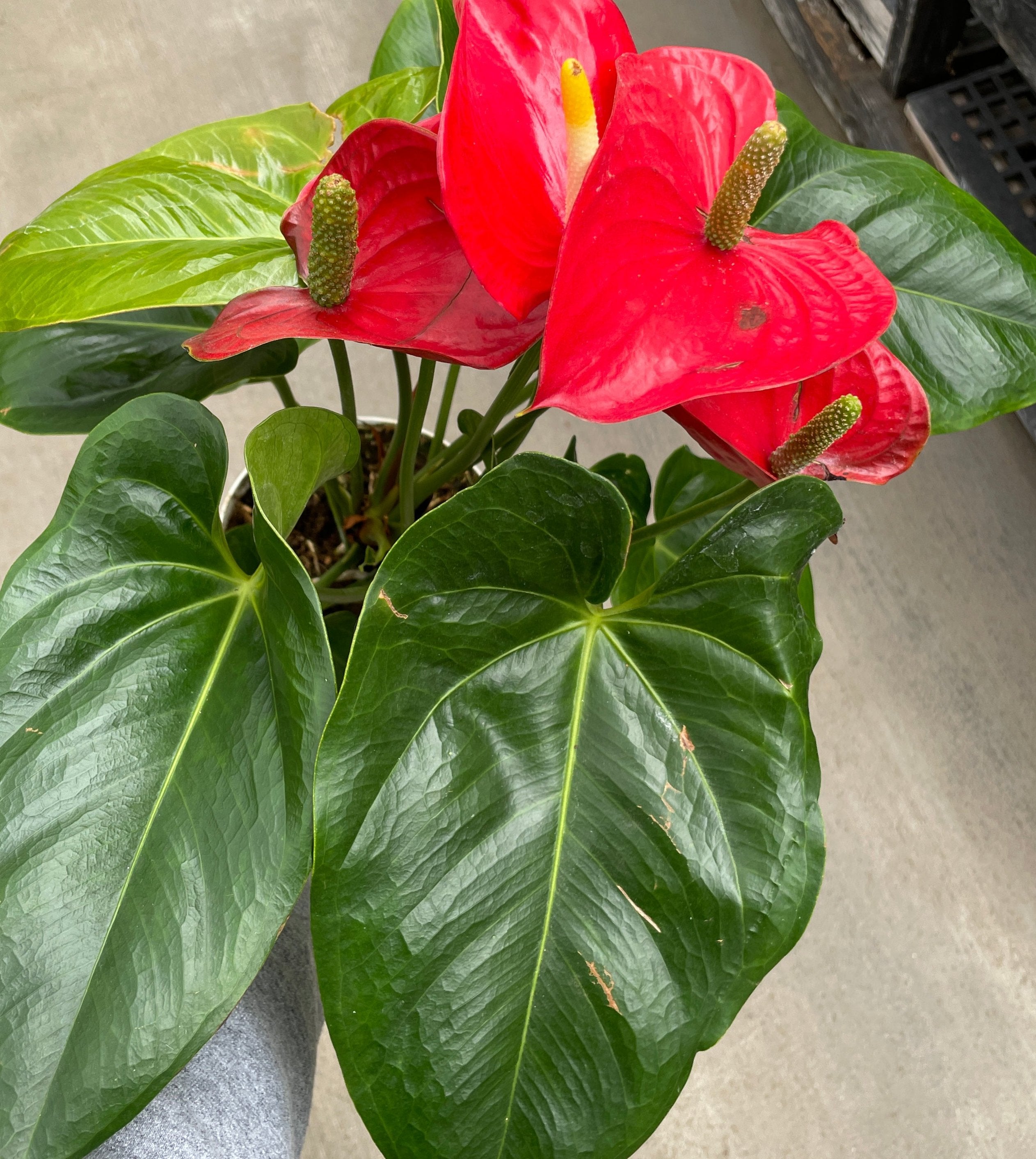 Anthurium