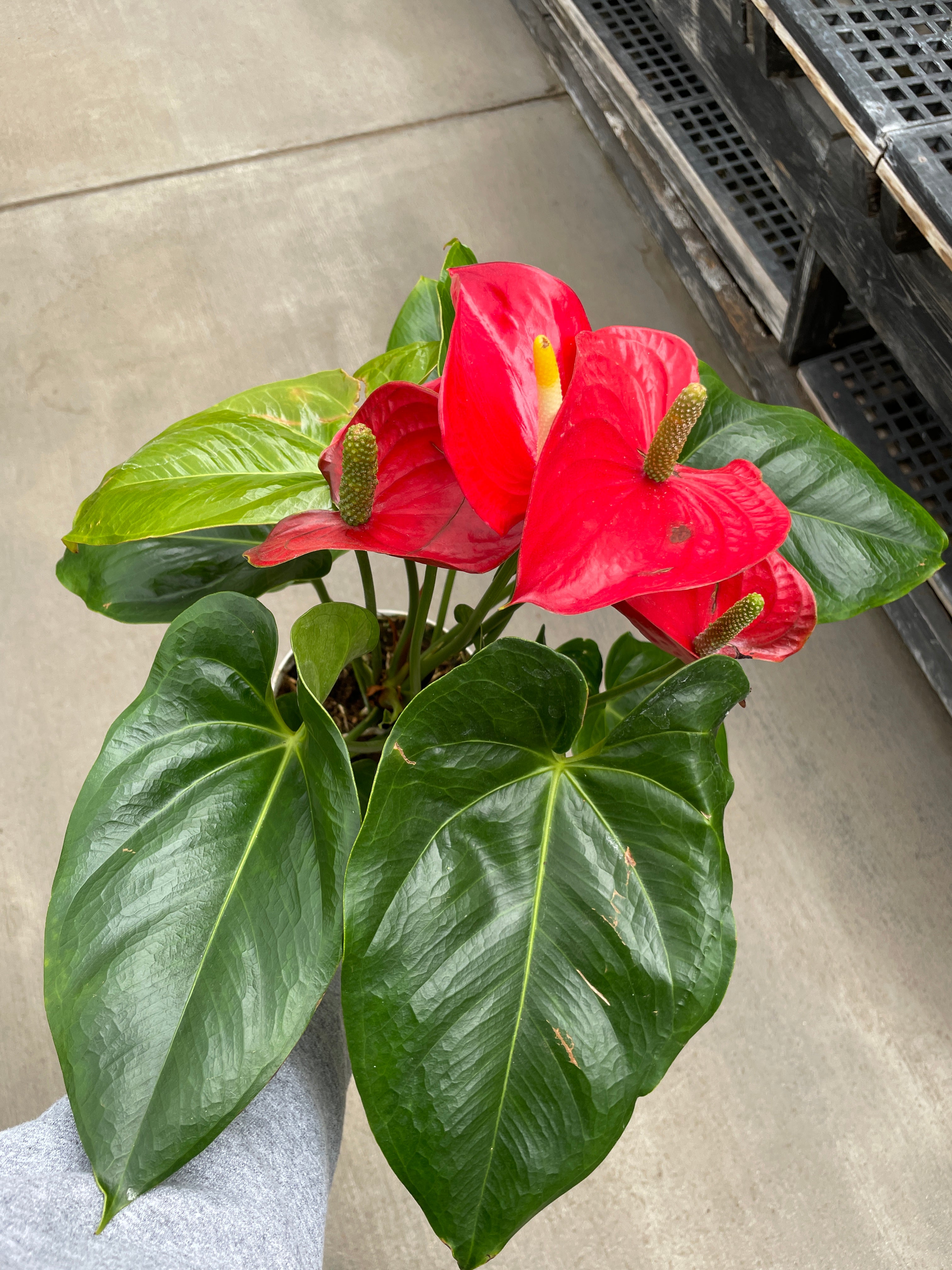 Anthurium