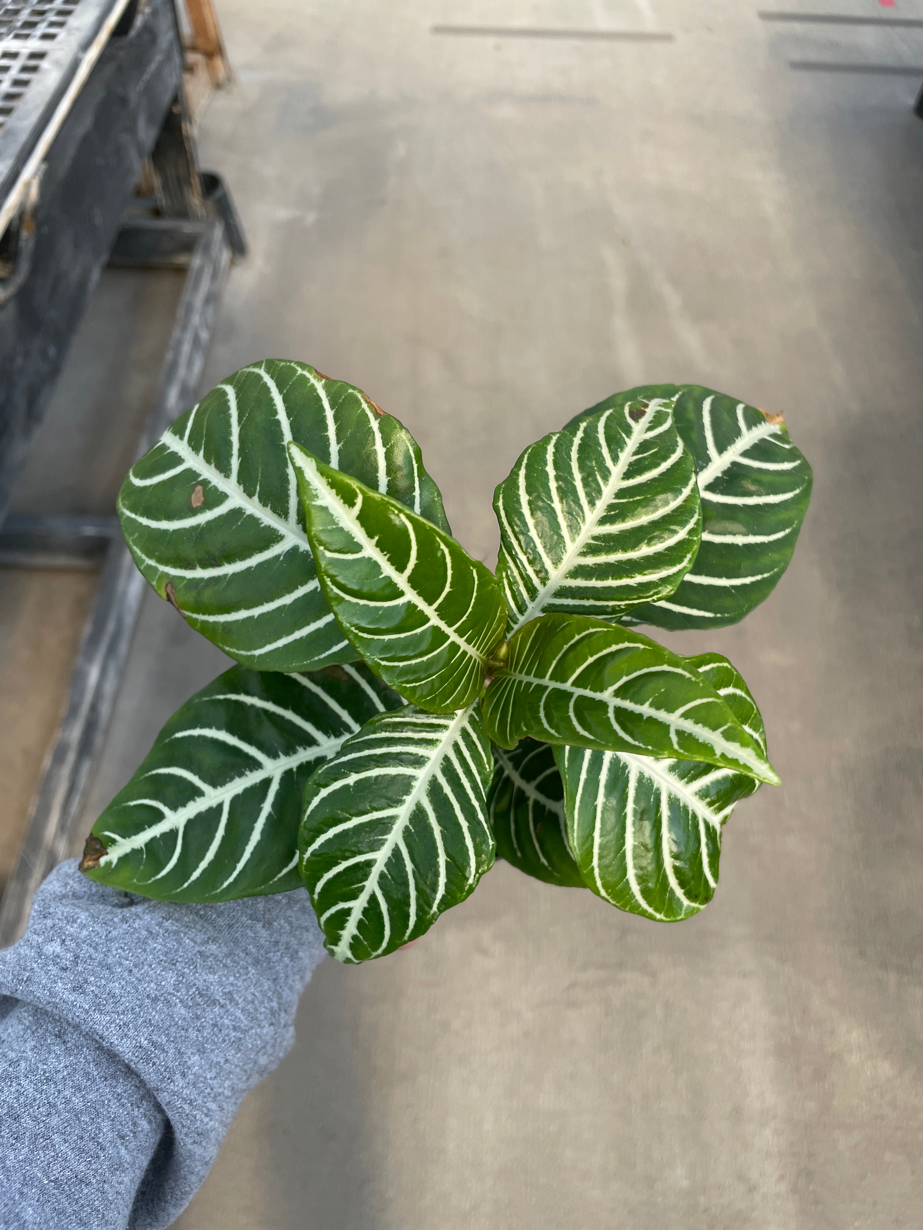 Zebra Plant