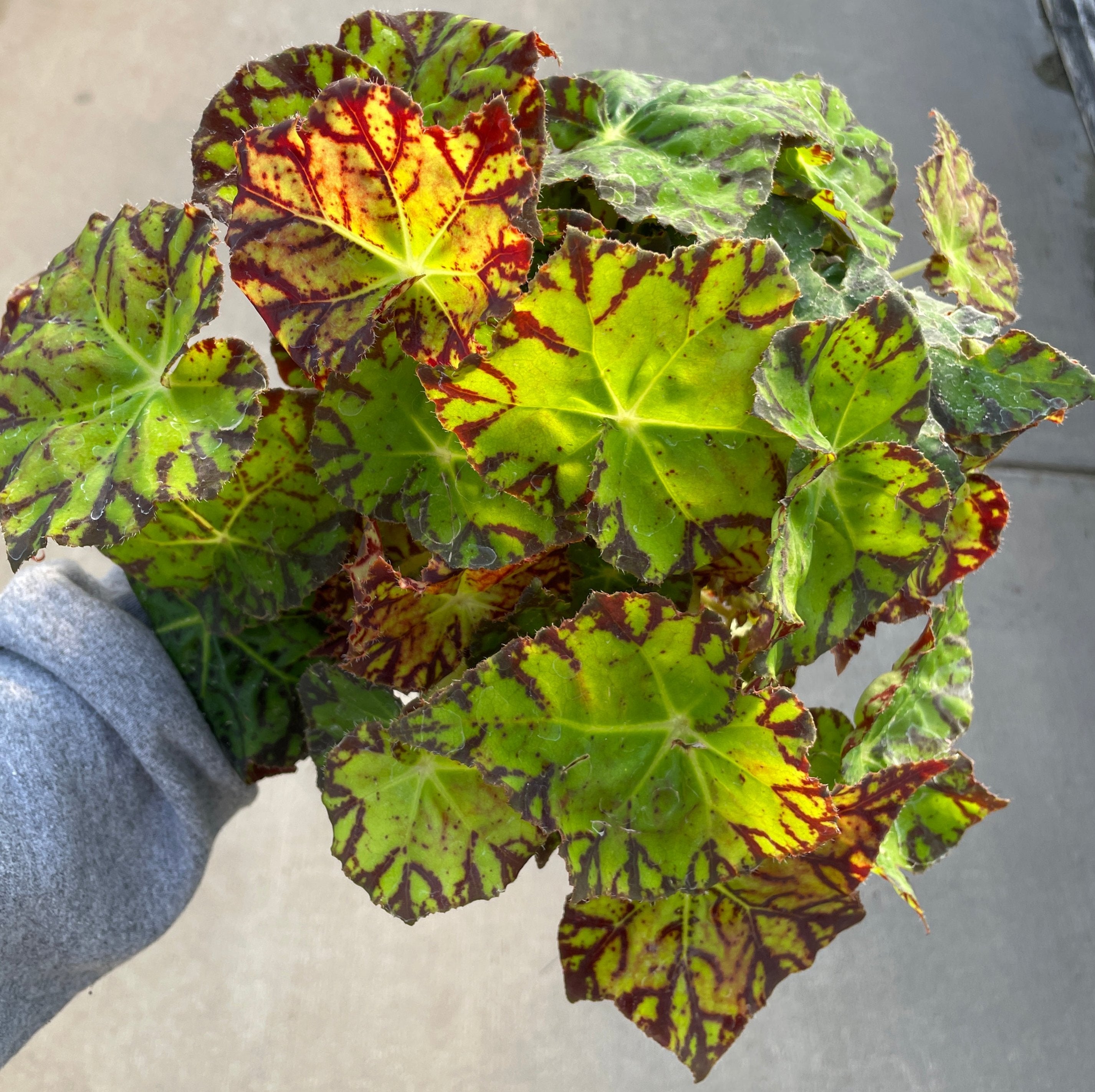 Begonia, Amelia's Kaleidoscope