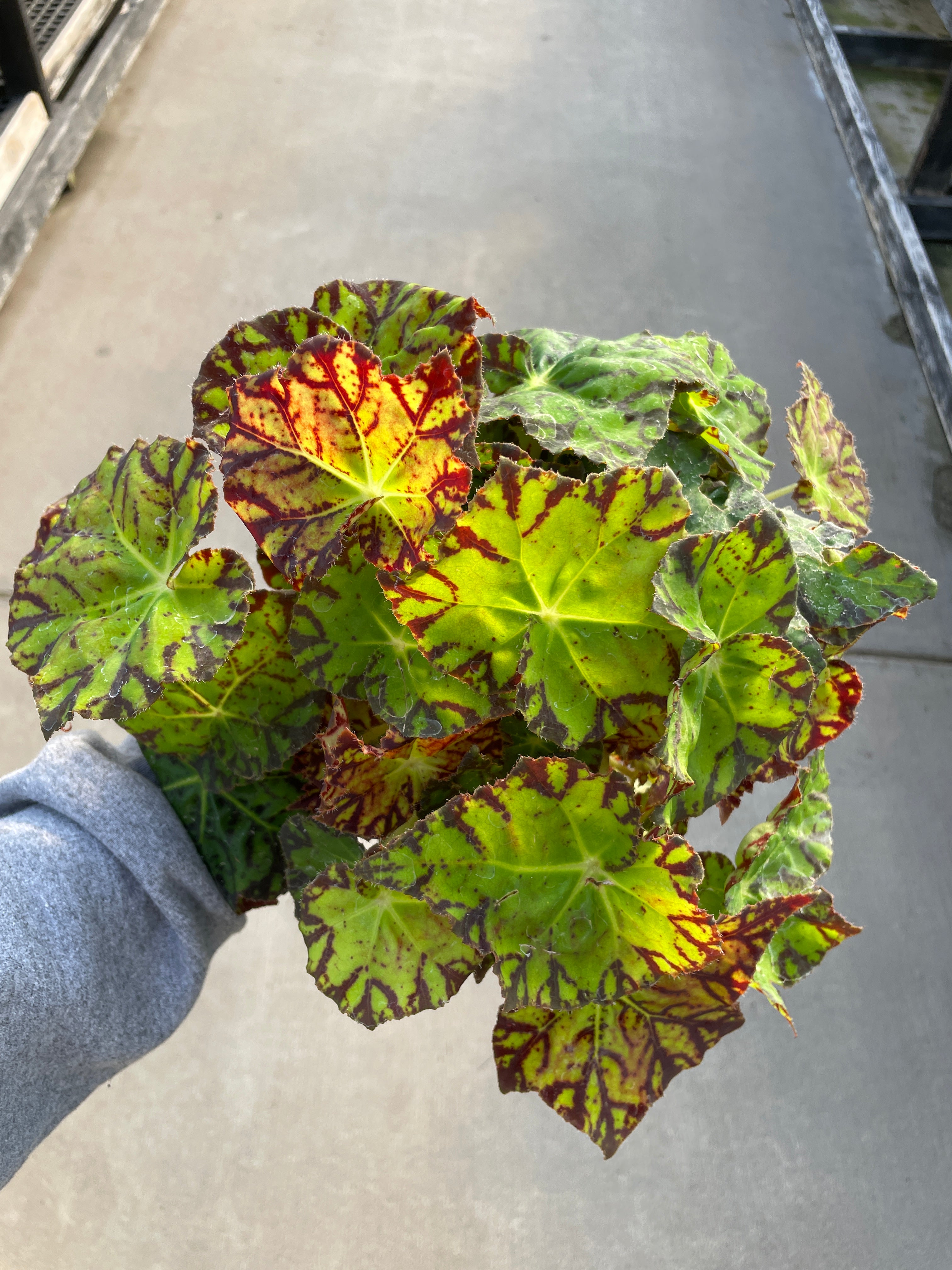 Begonia, Amelia's Kaleidoscope