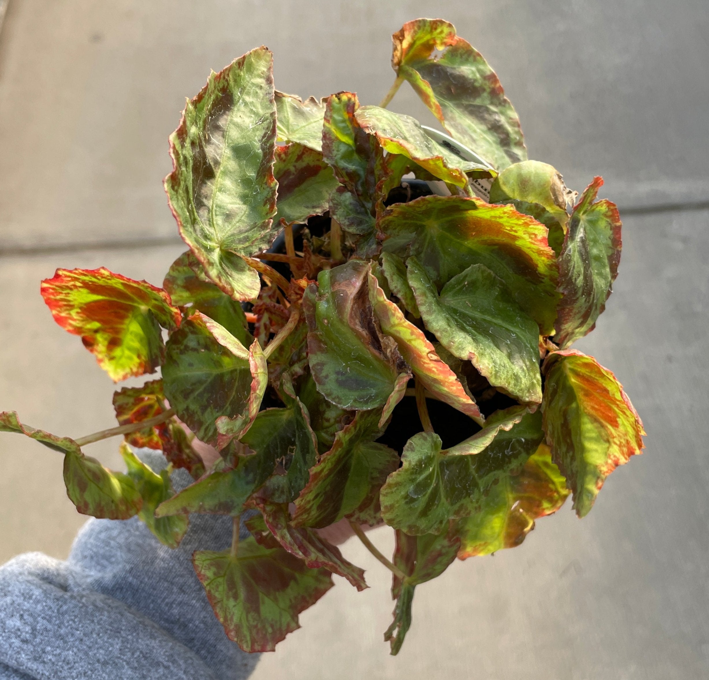 Begonia, Burkilii