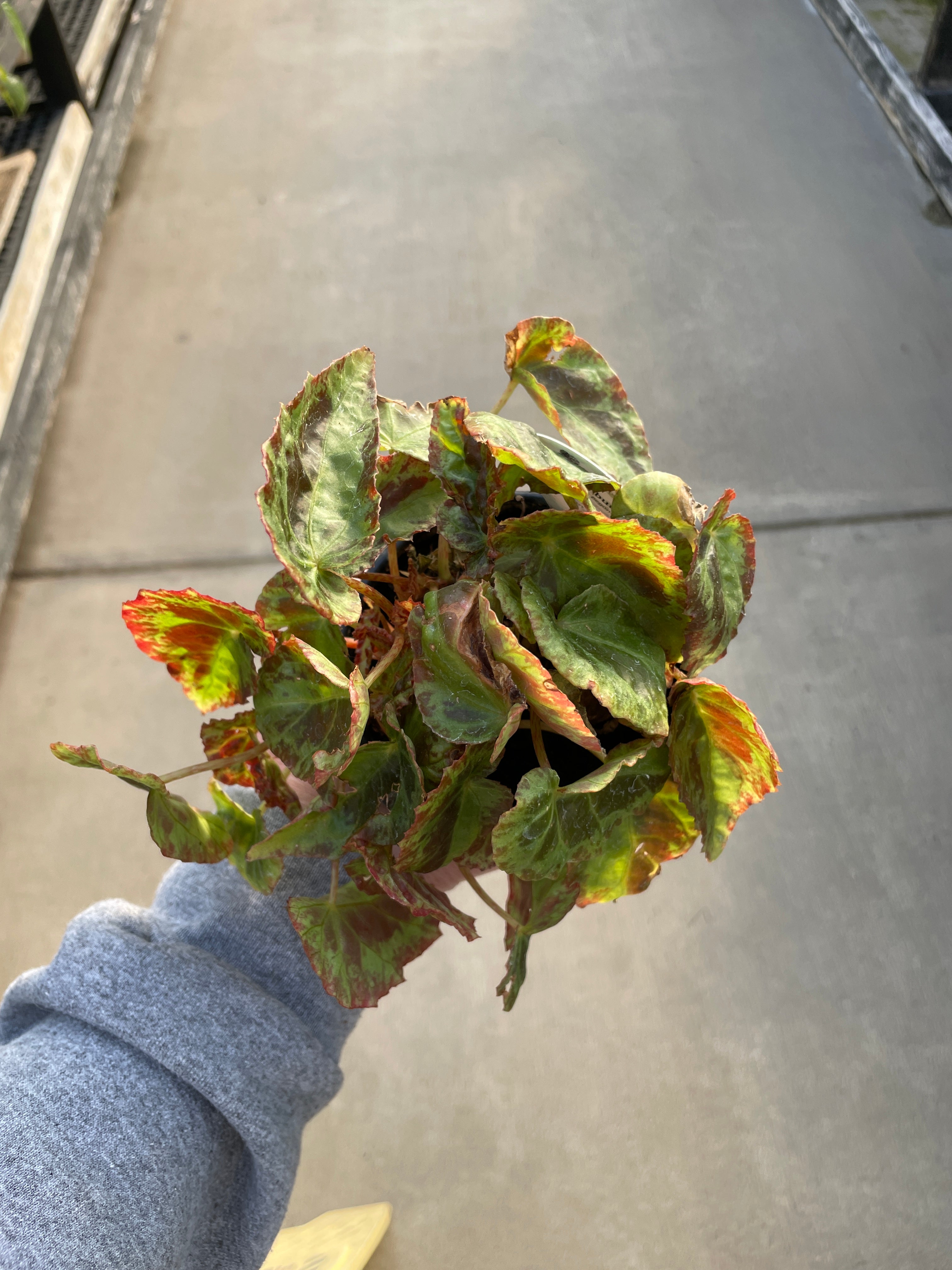 Begonia, Burkilii