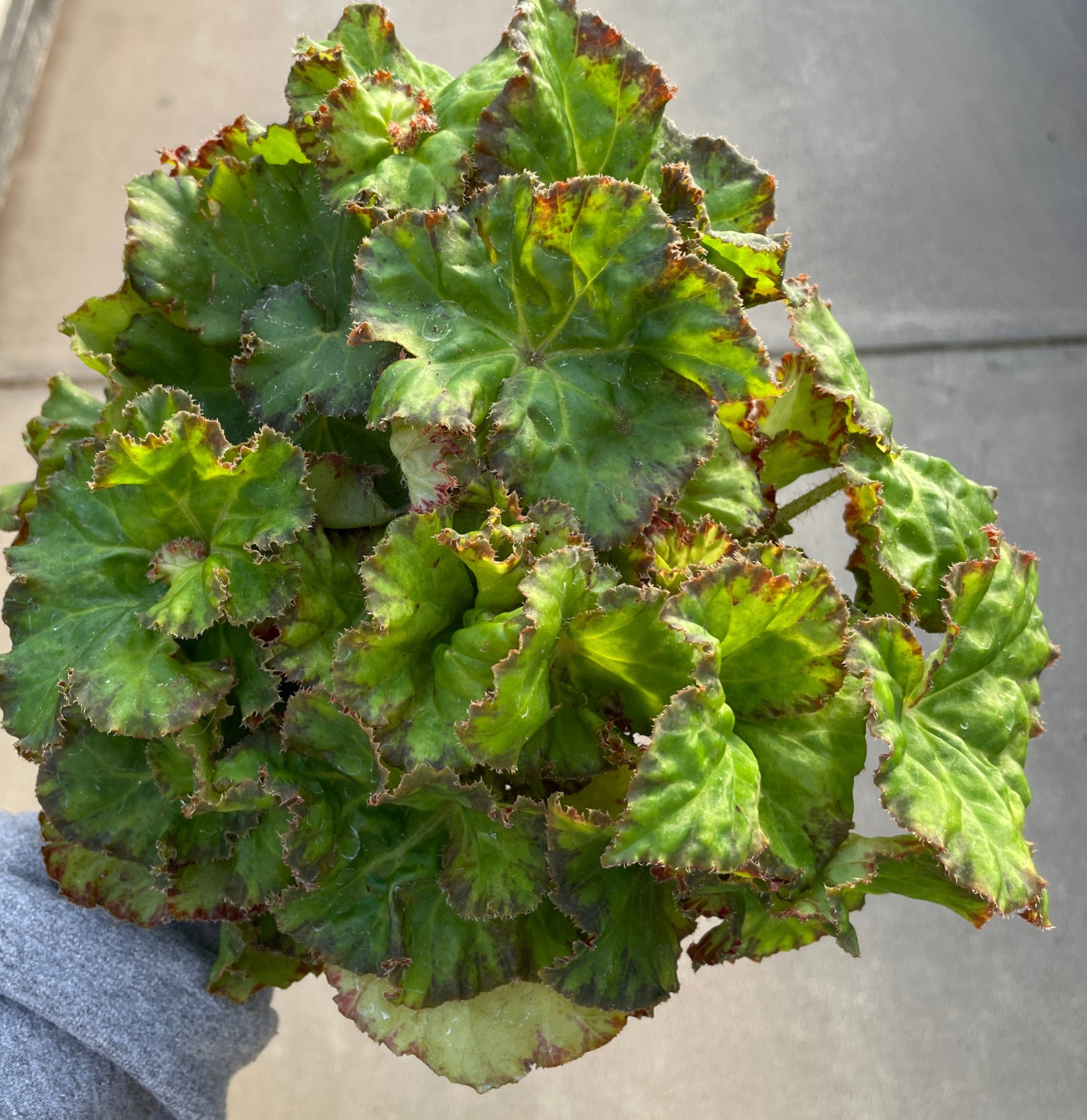 Begonia, Froggy