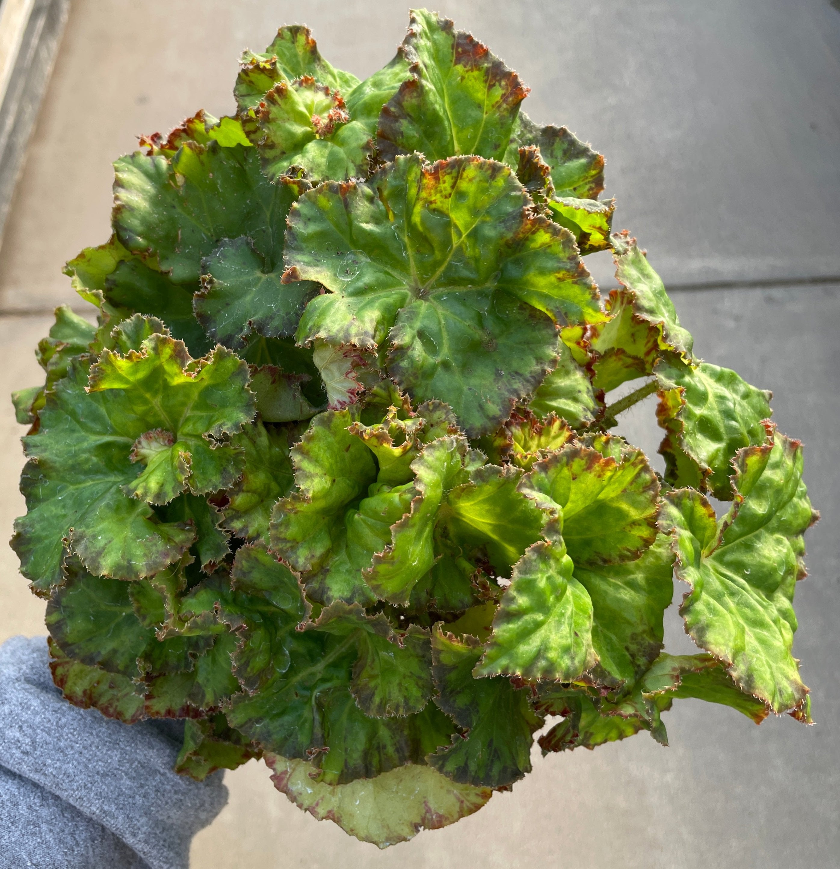 Begonia, Froggy