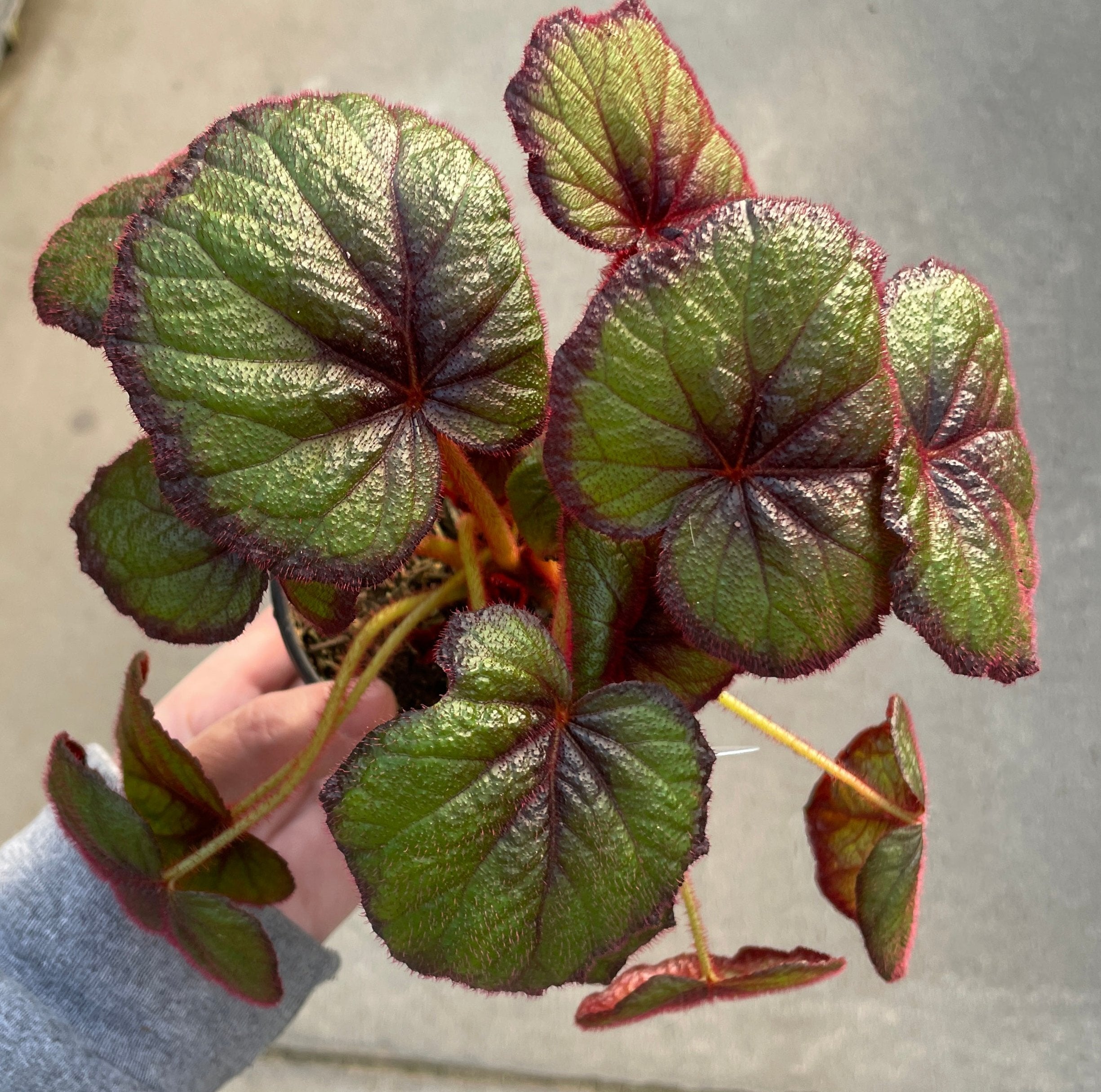 Begonia, Curly Fireflush