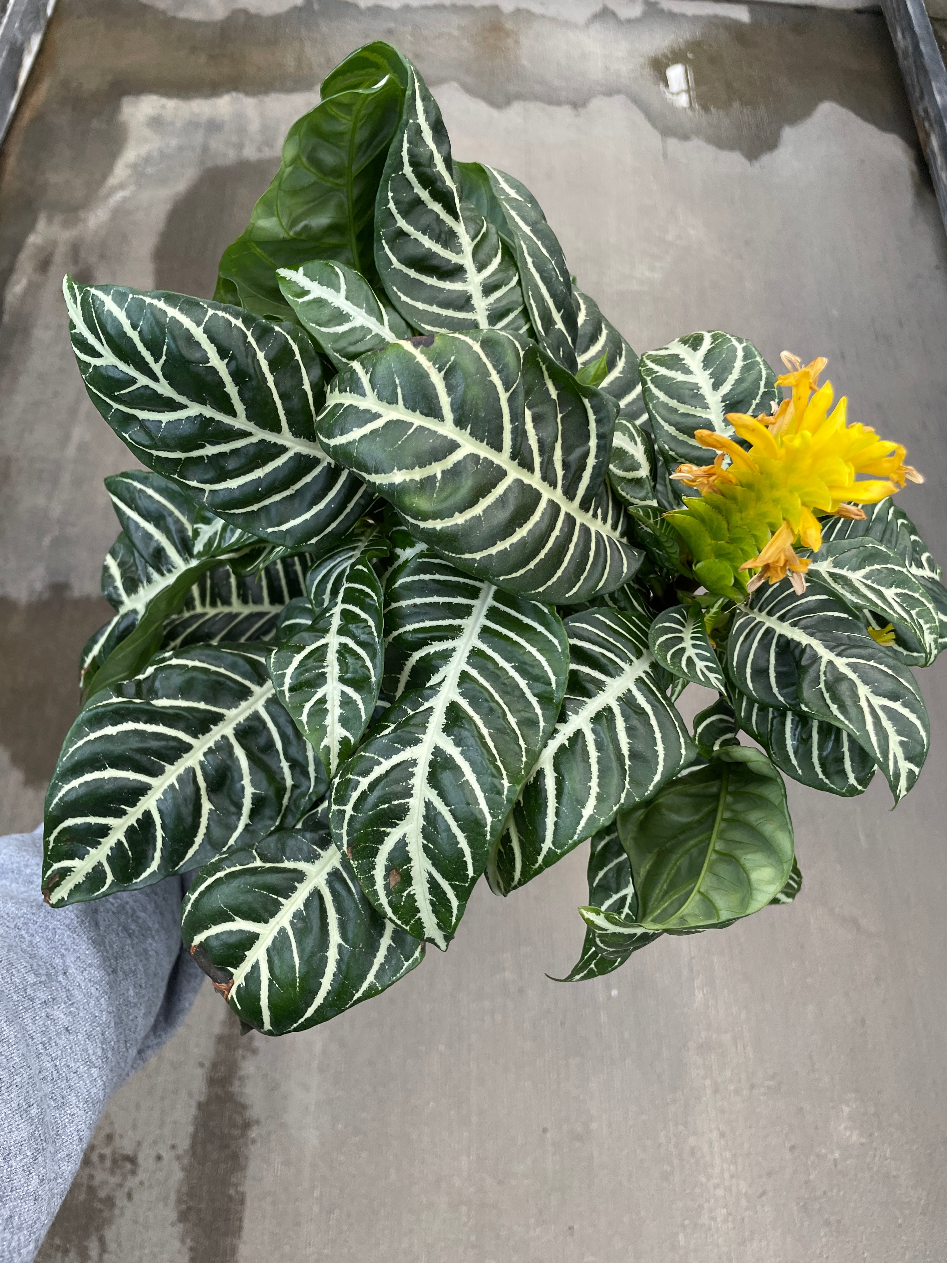 Zebra Plant