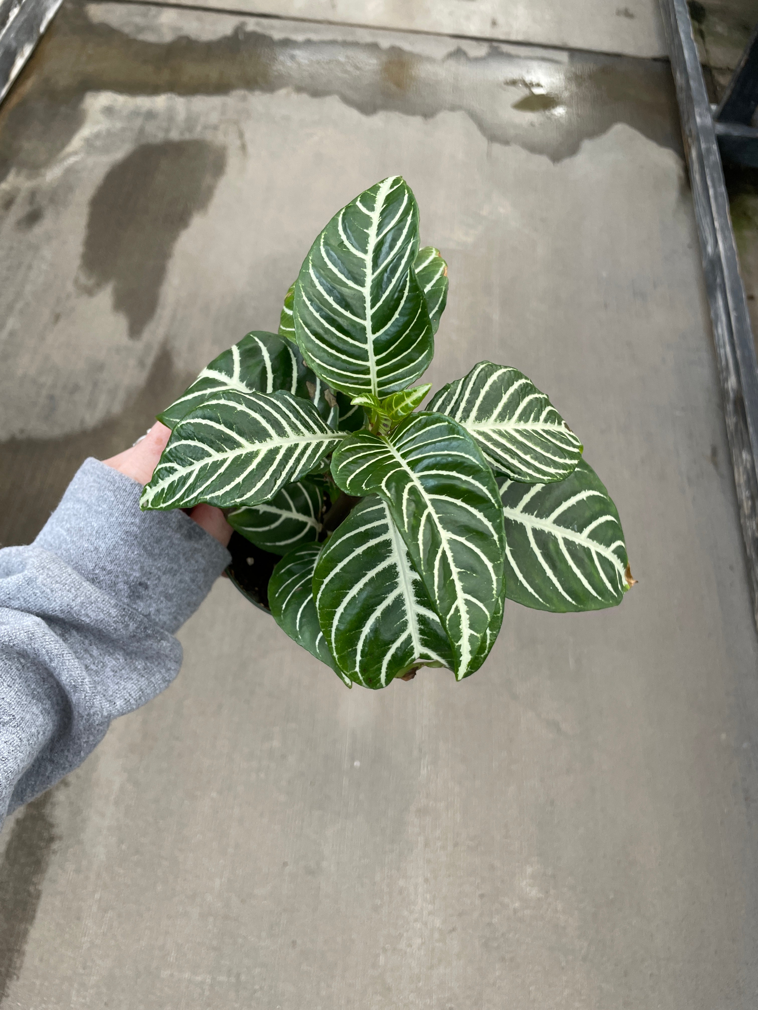 Zebra Plant