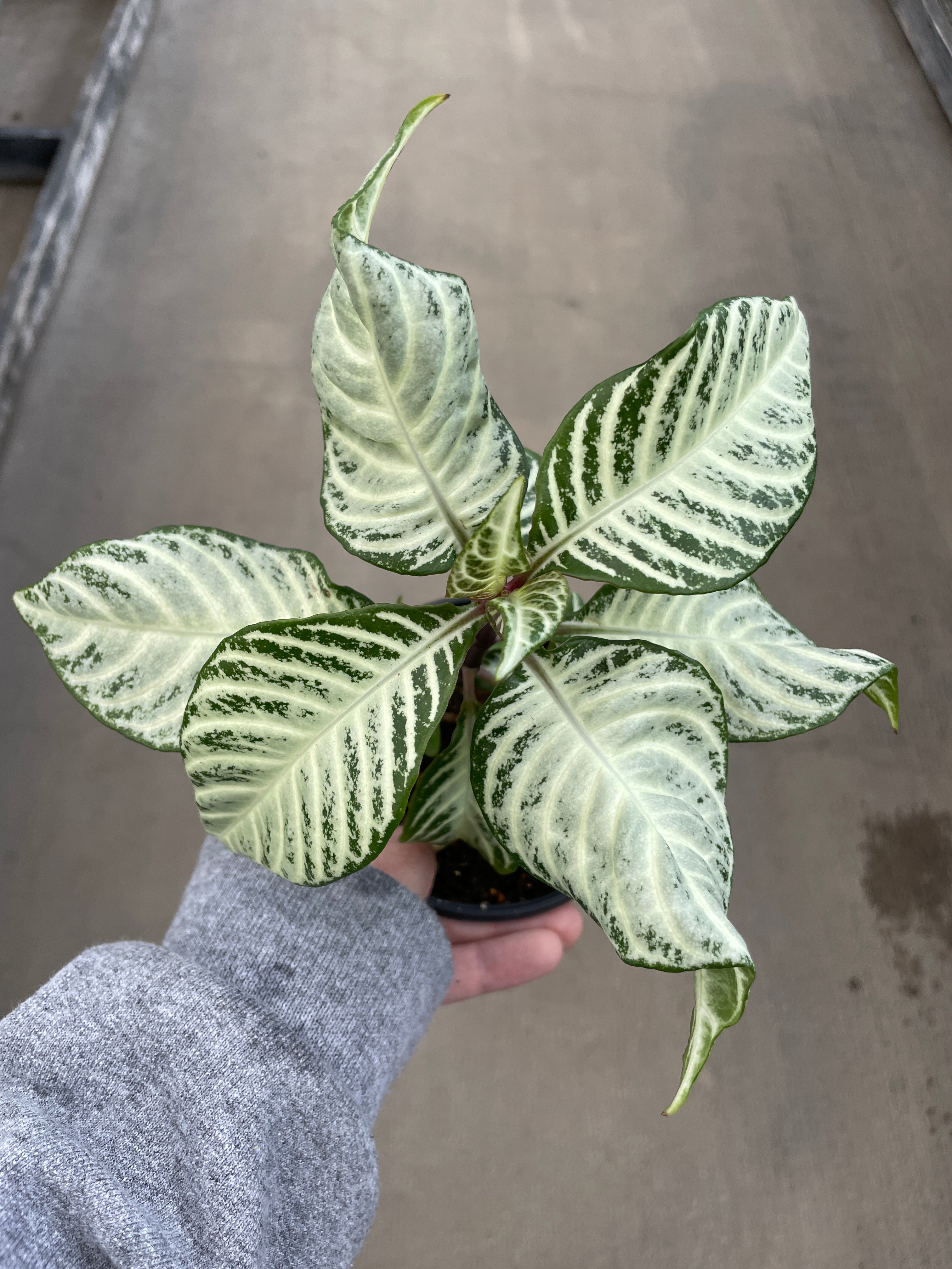 Zebra Plant, White Wash