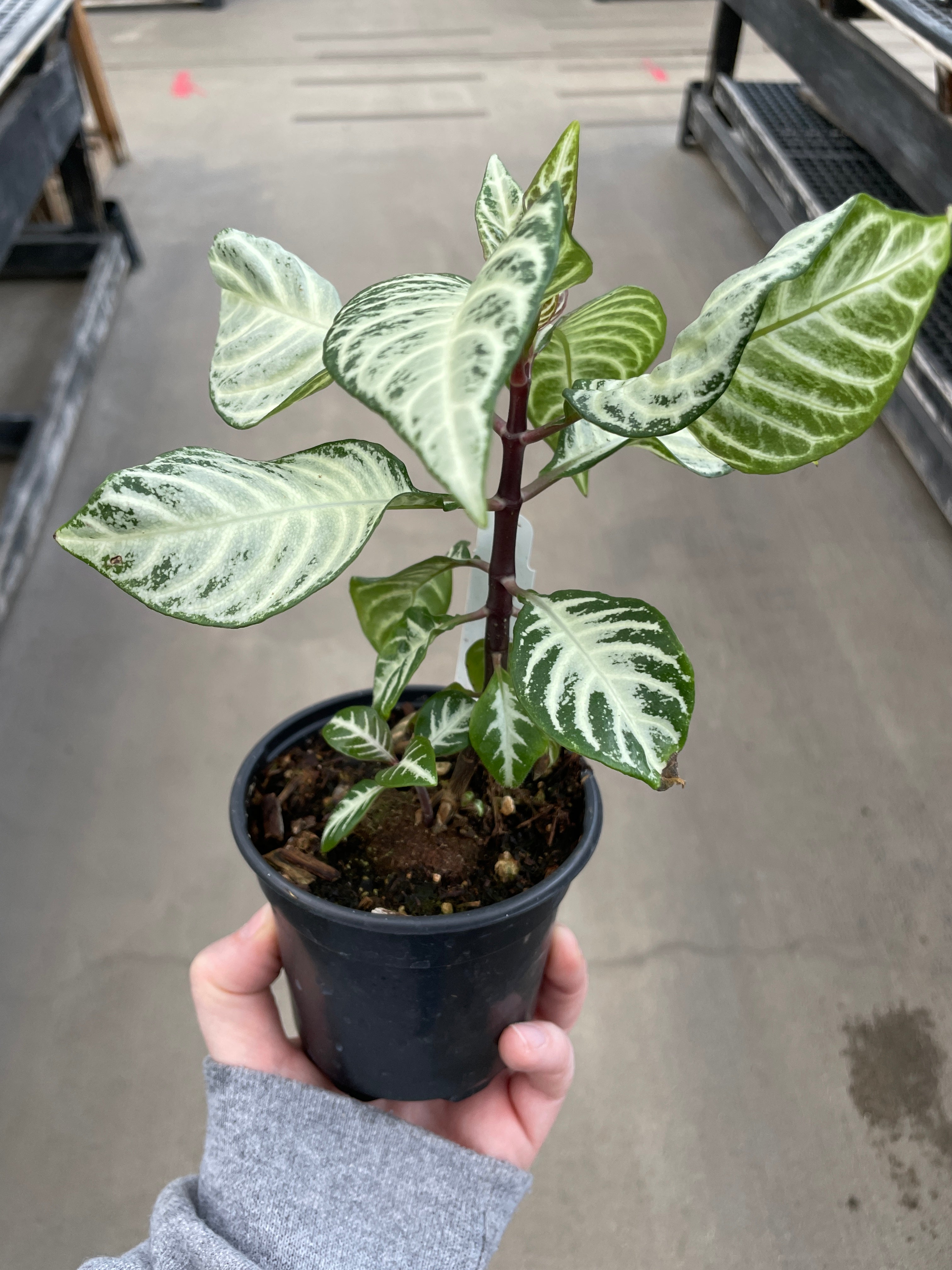 Zebra Plant, White Wash