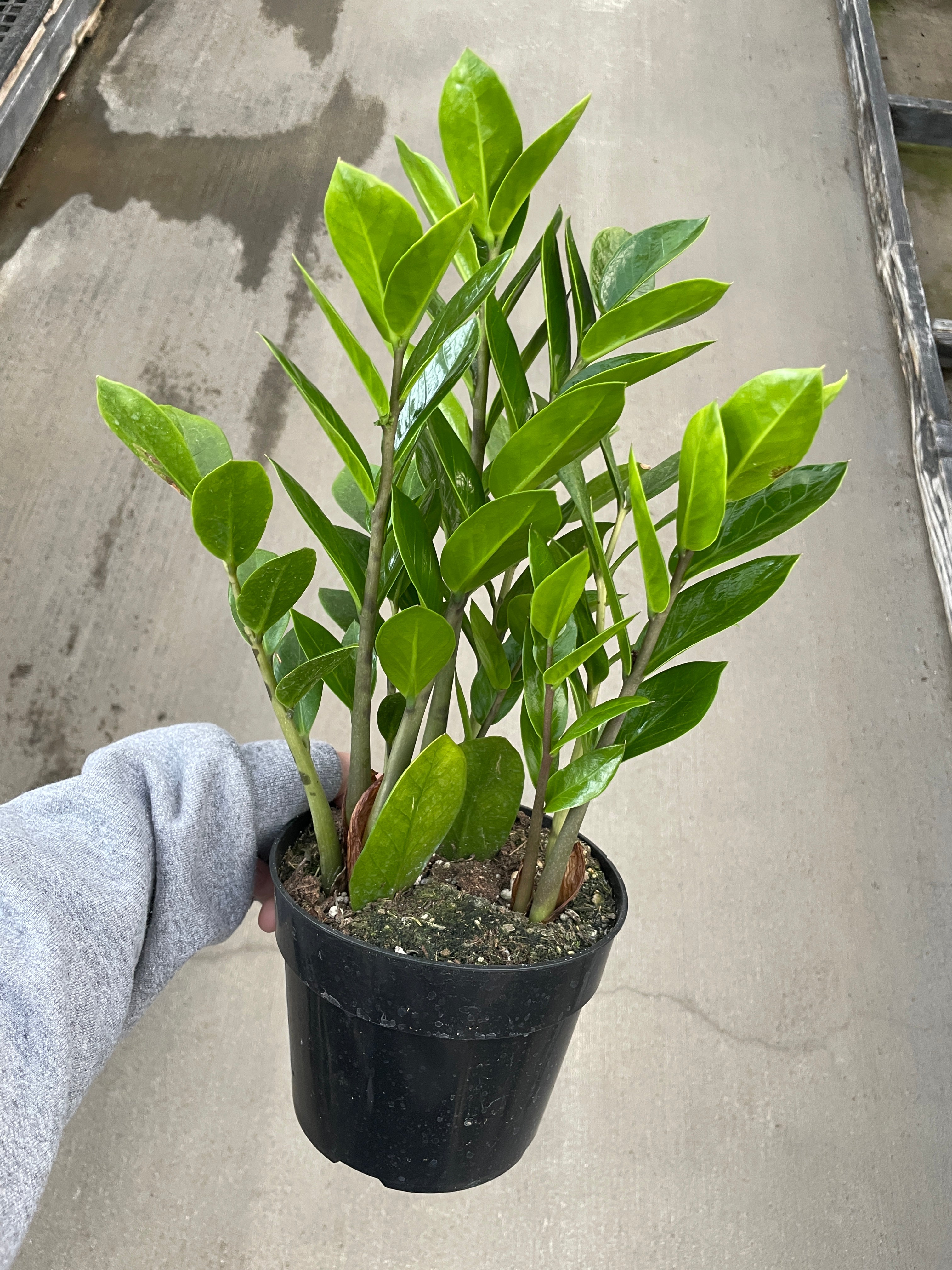 ZZ Plant, Zenzi