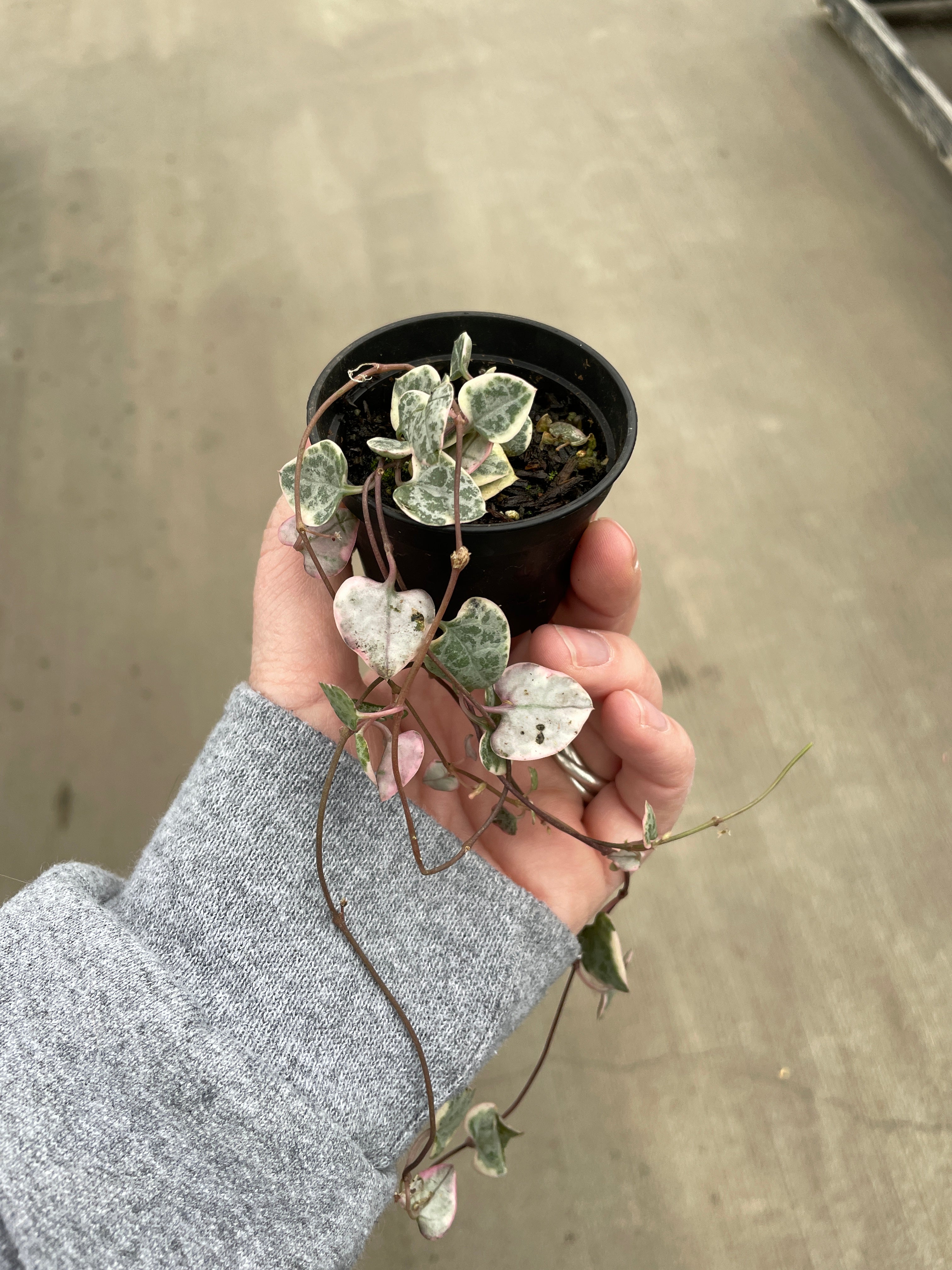 String of Hearts