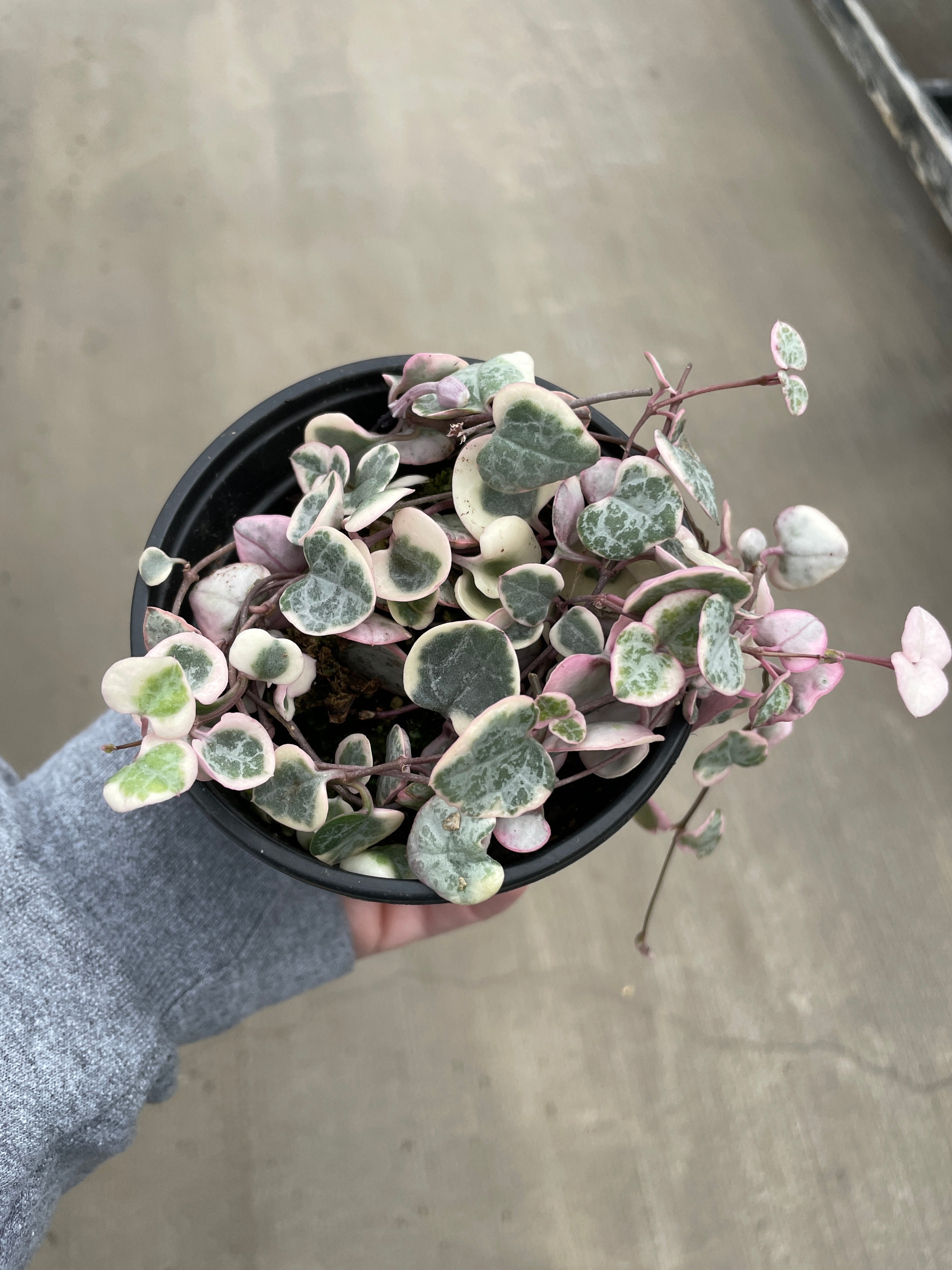 String of Hearts, Variegated