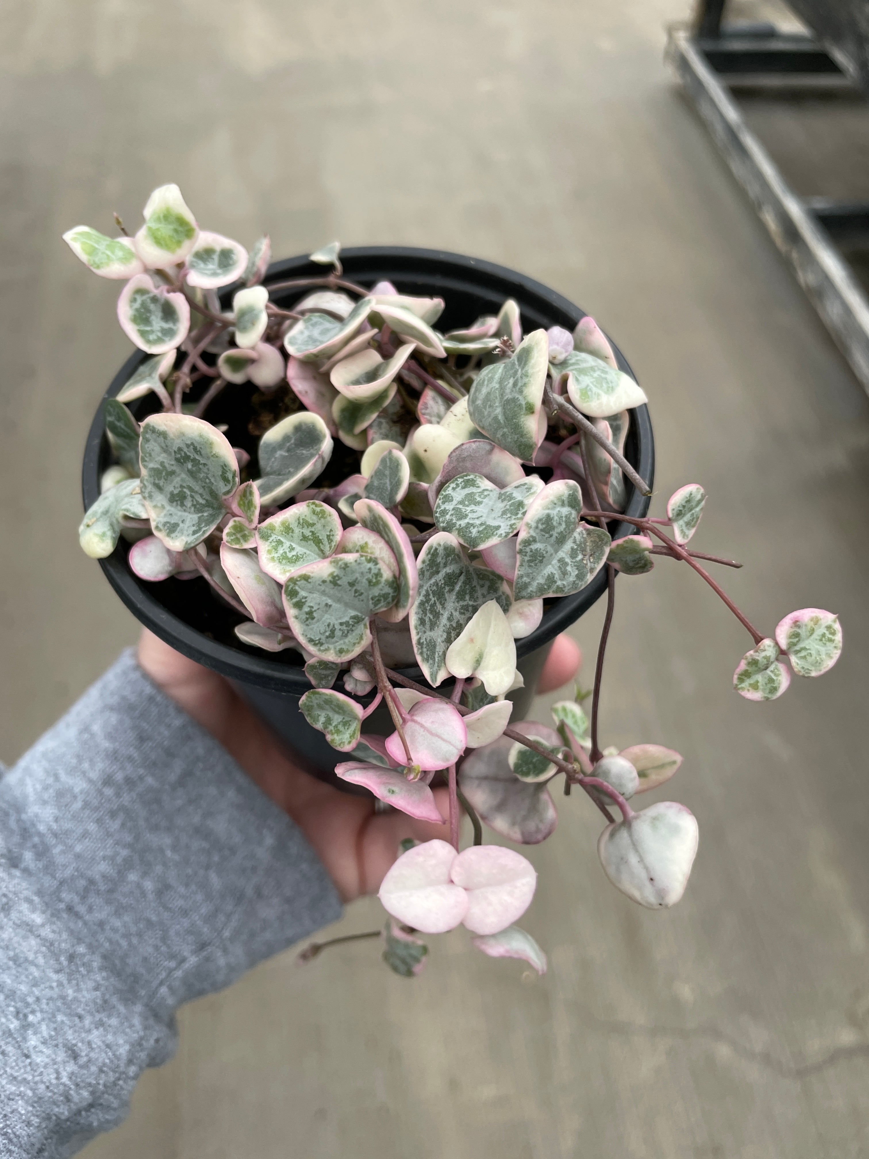 String of Hearts, Variegated