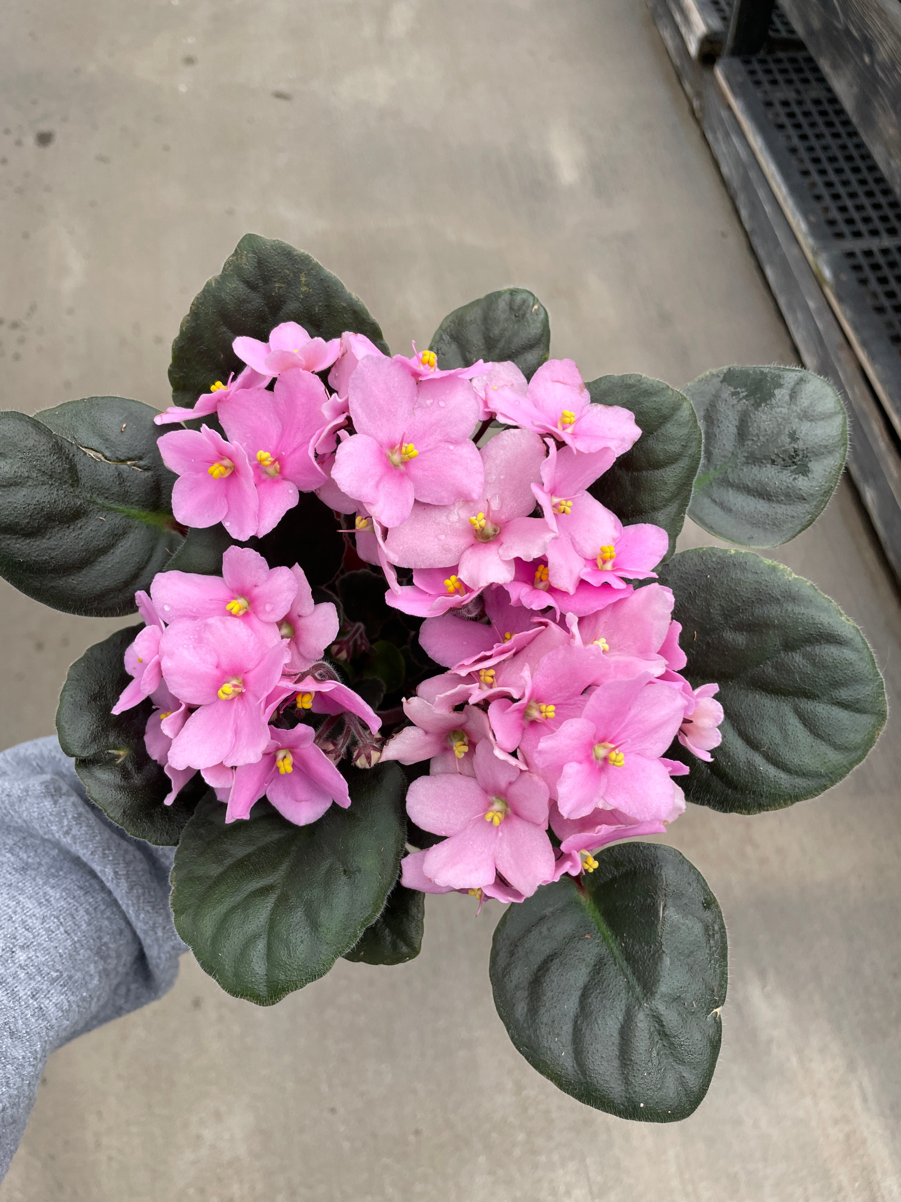 African Violet