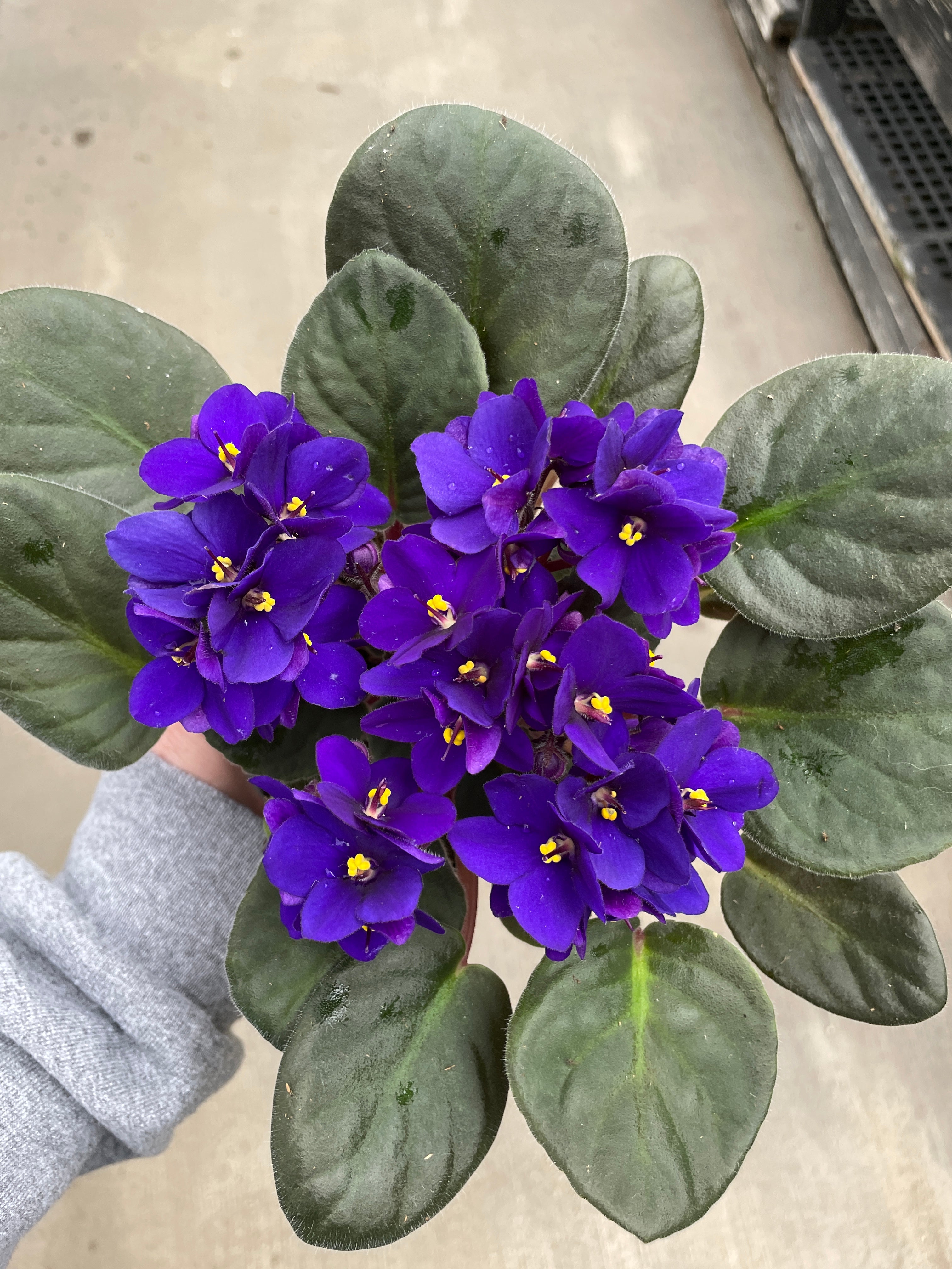 African Violet