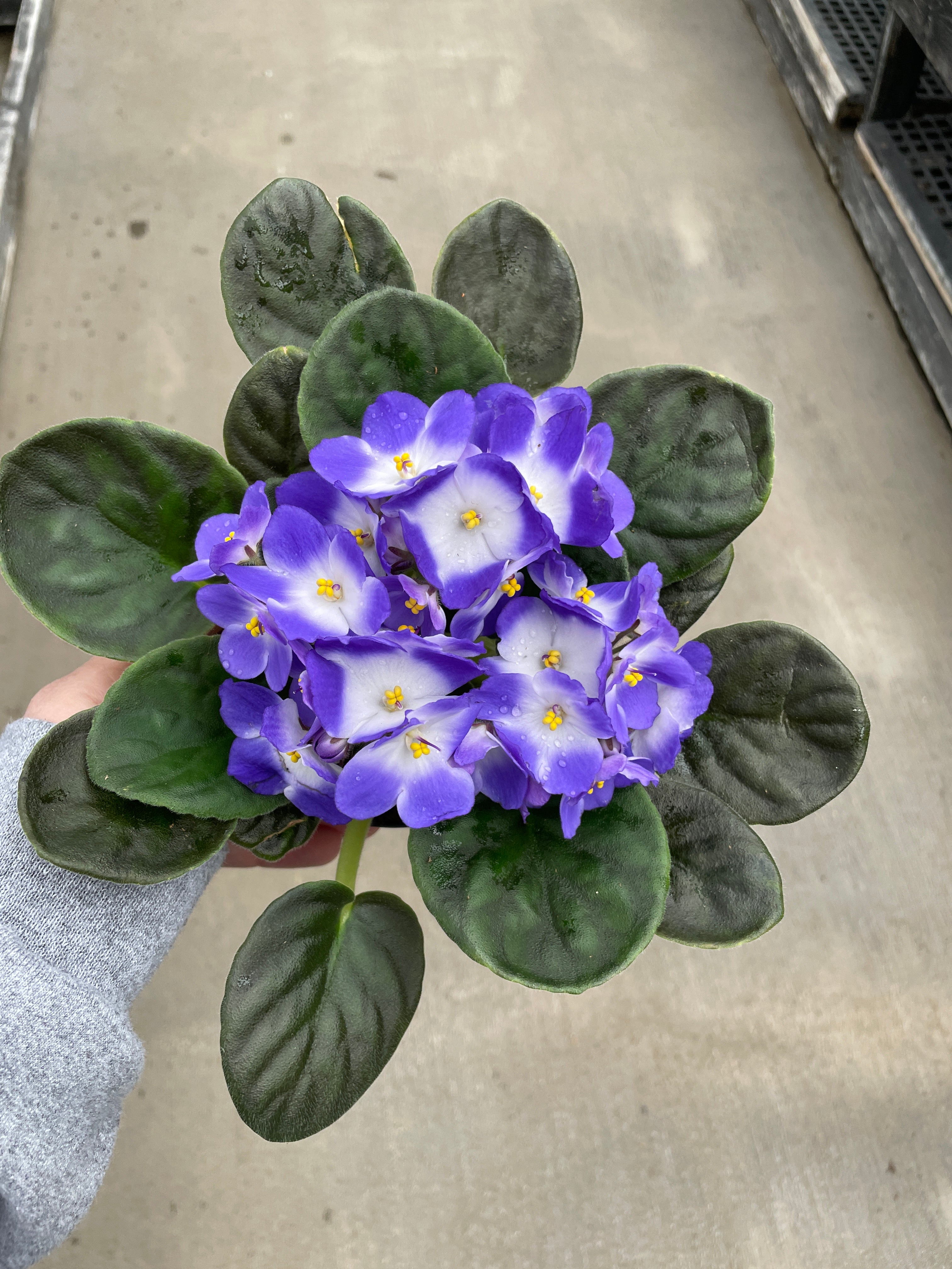 African Violet