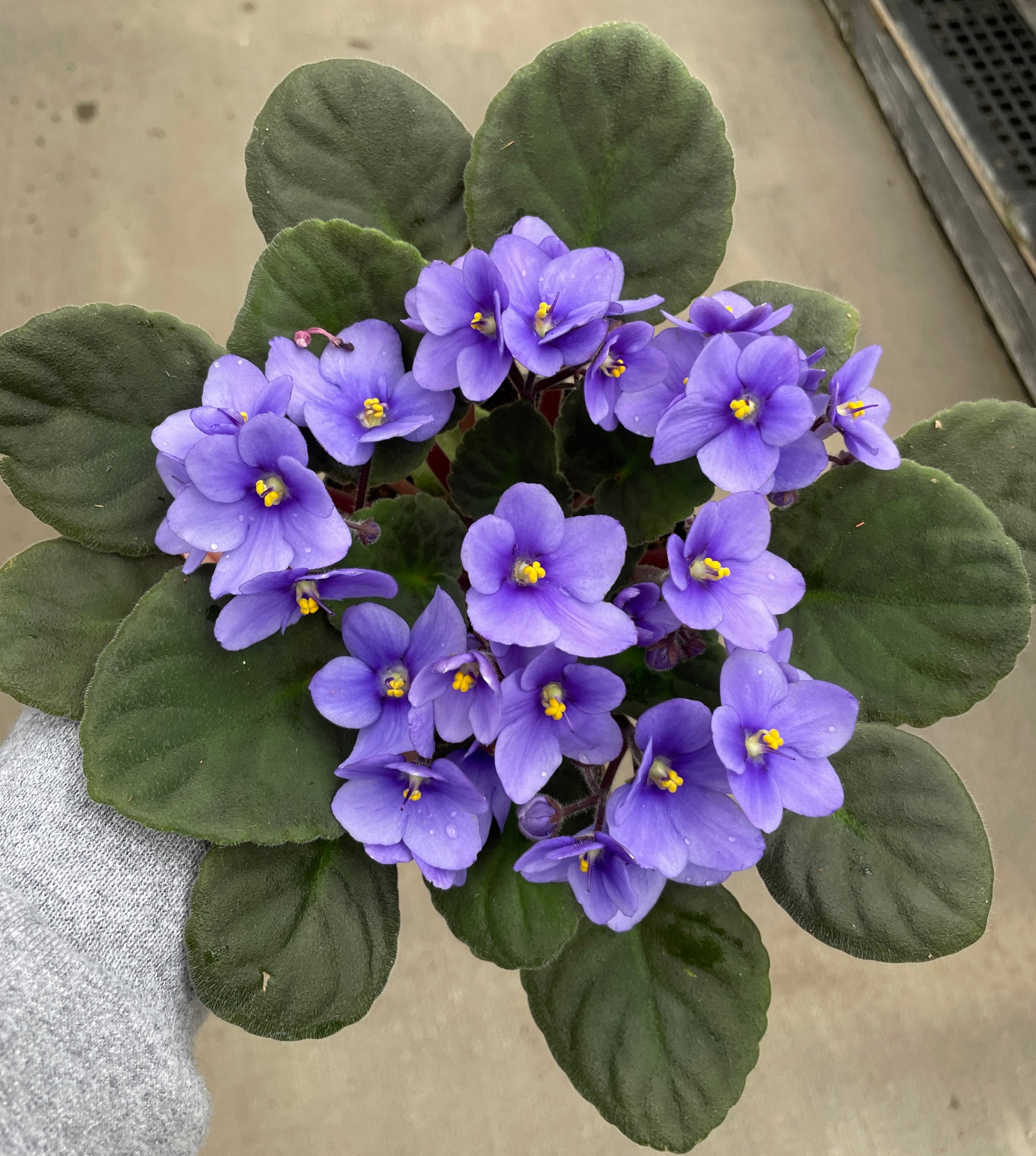 African Violet