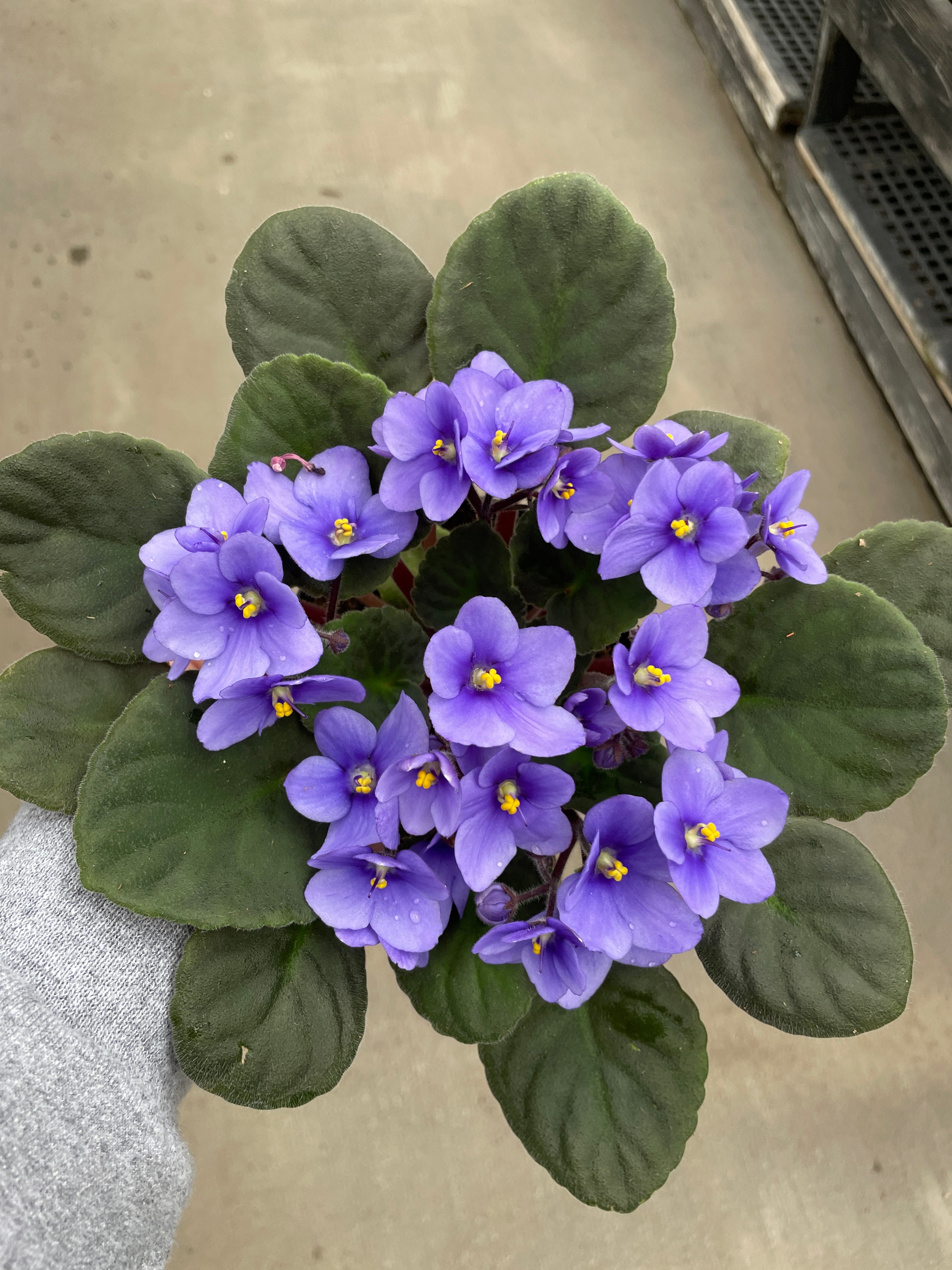 African Violet