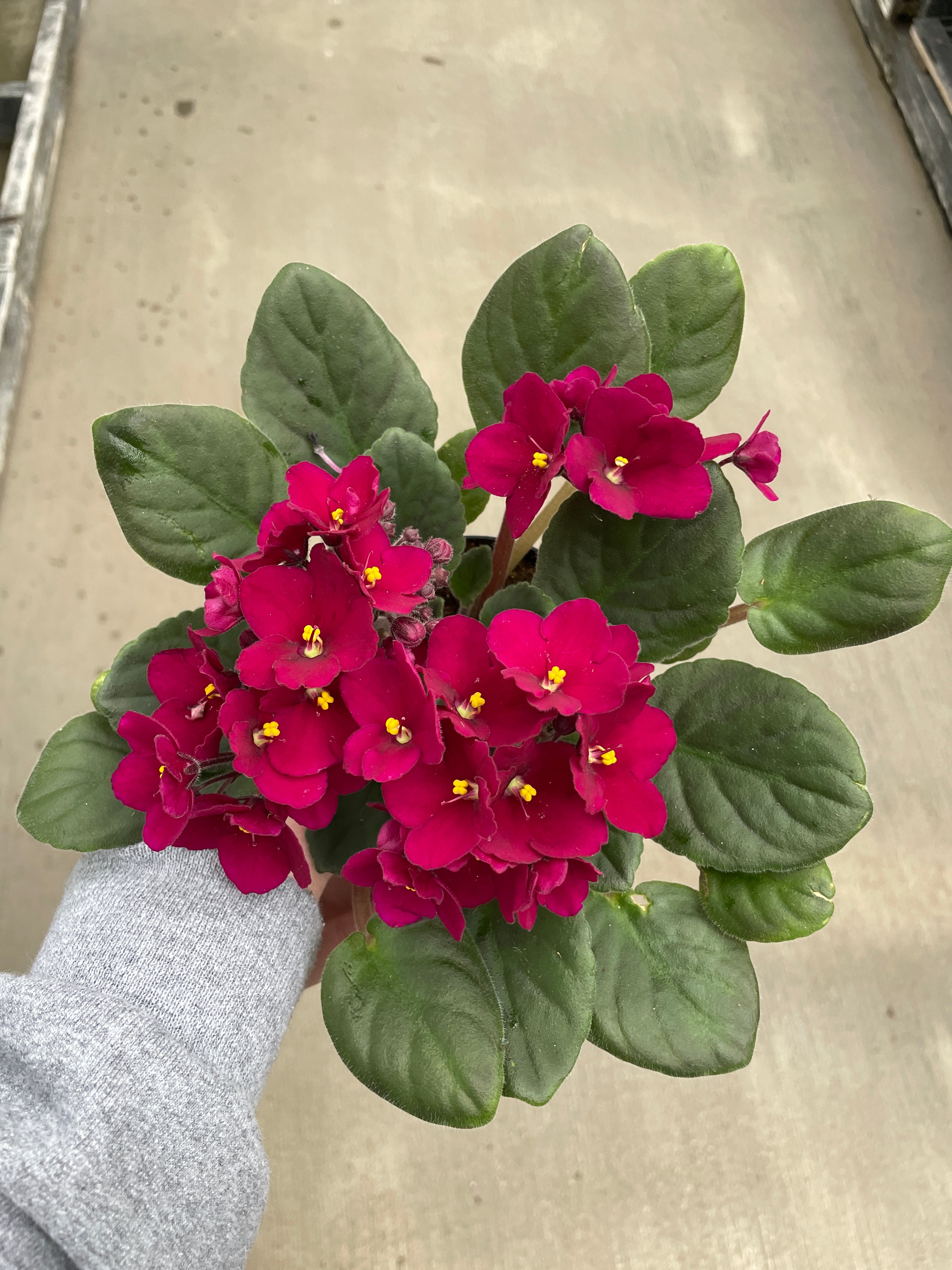 African Violet