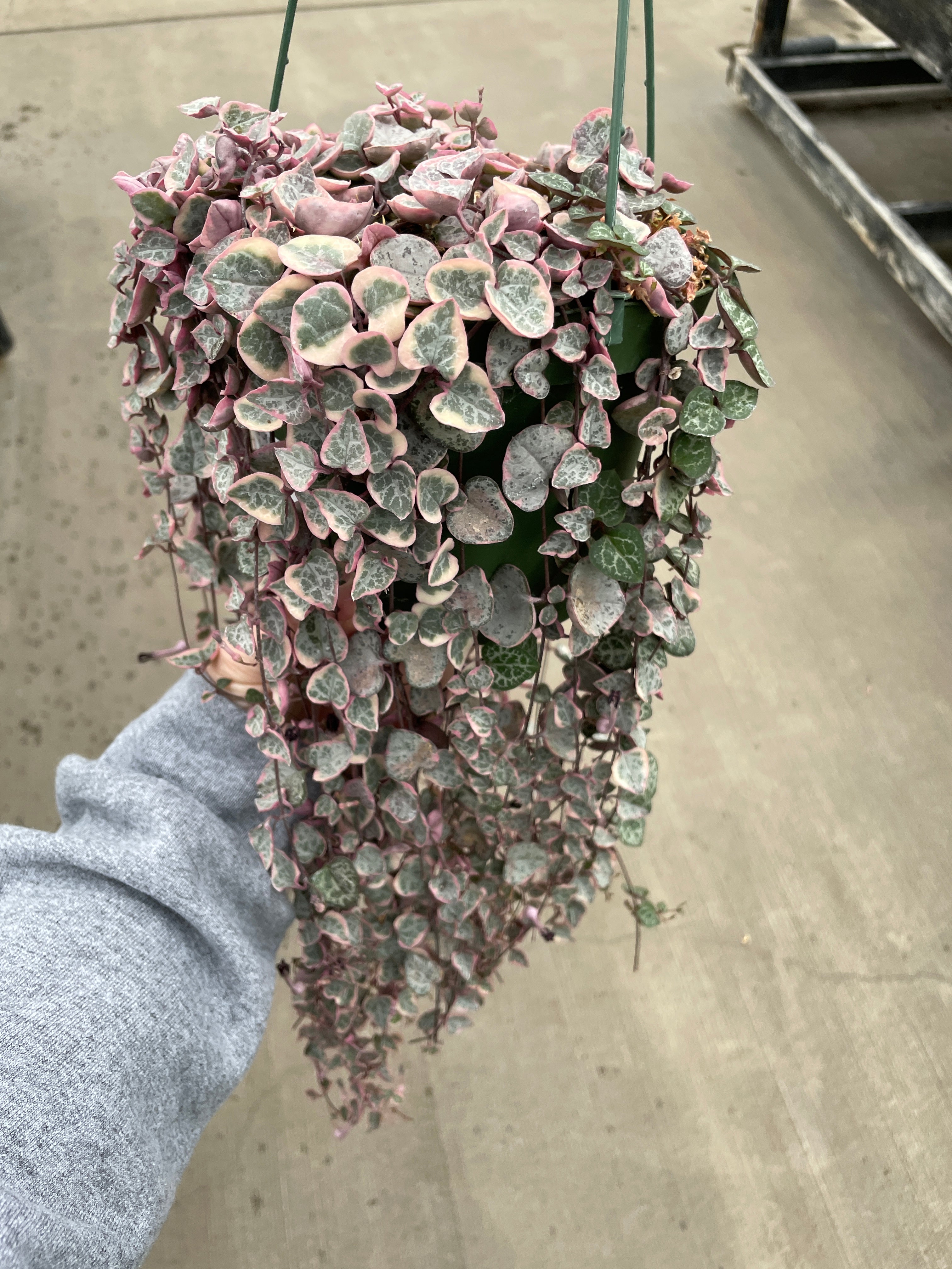 String of Hearts, Variegated