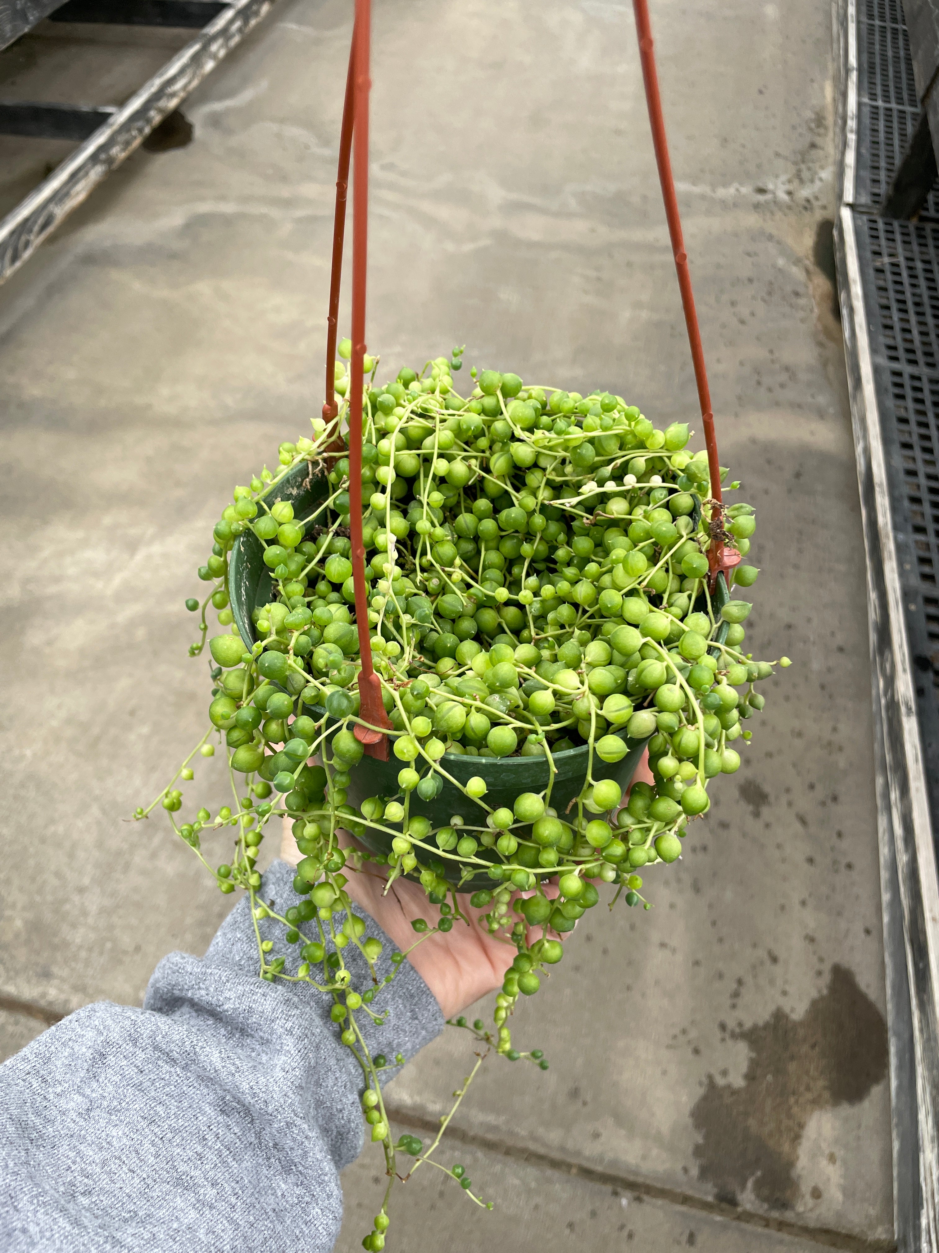 String of Pearls