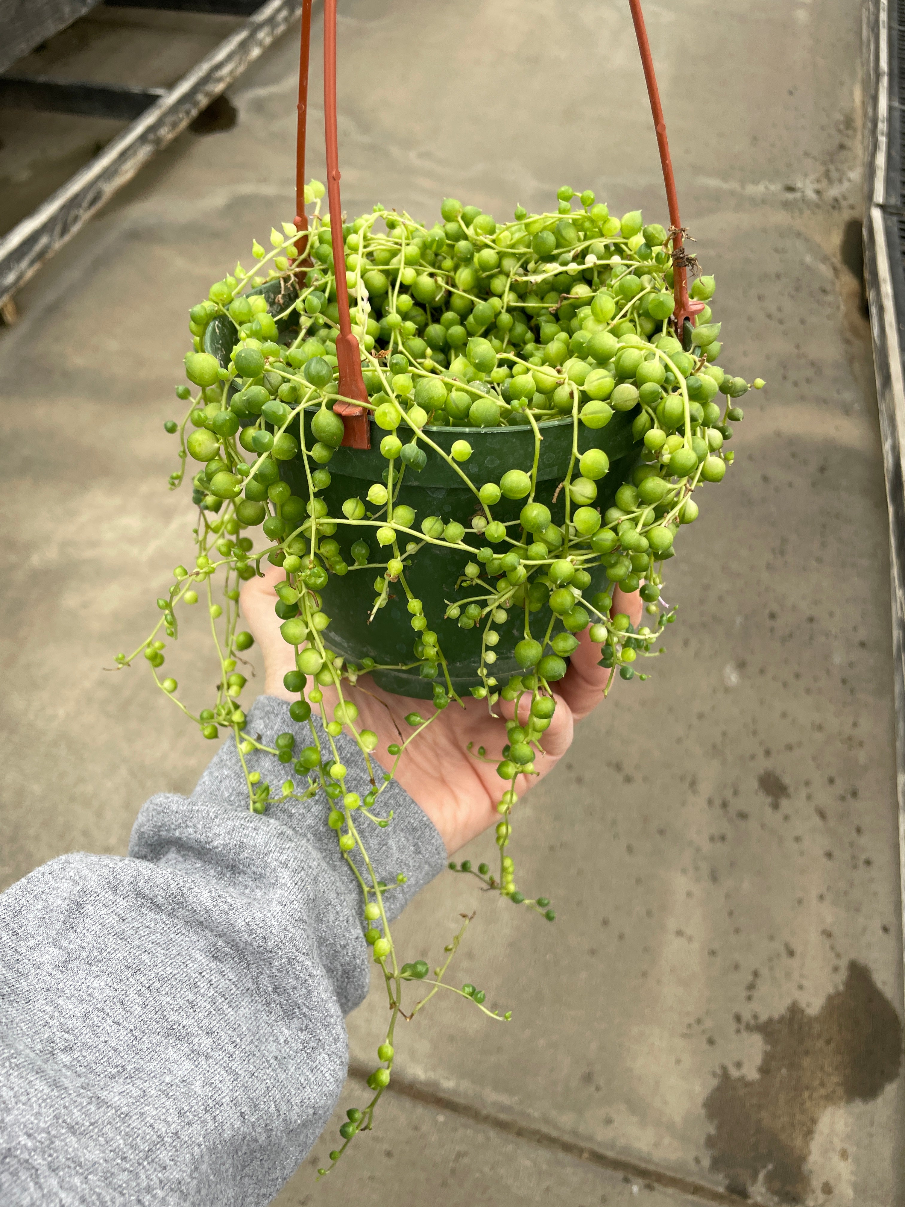 String of Pearls