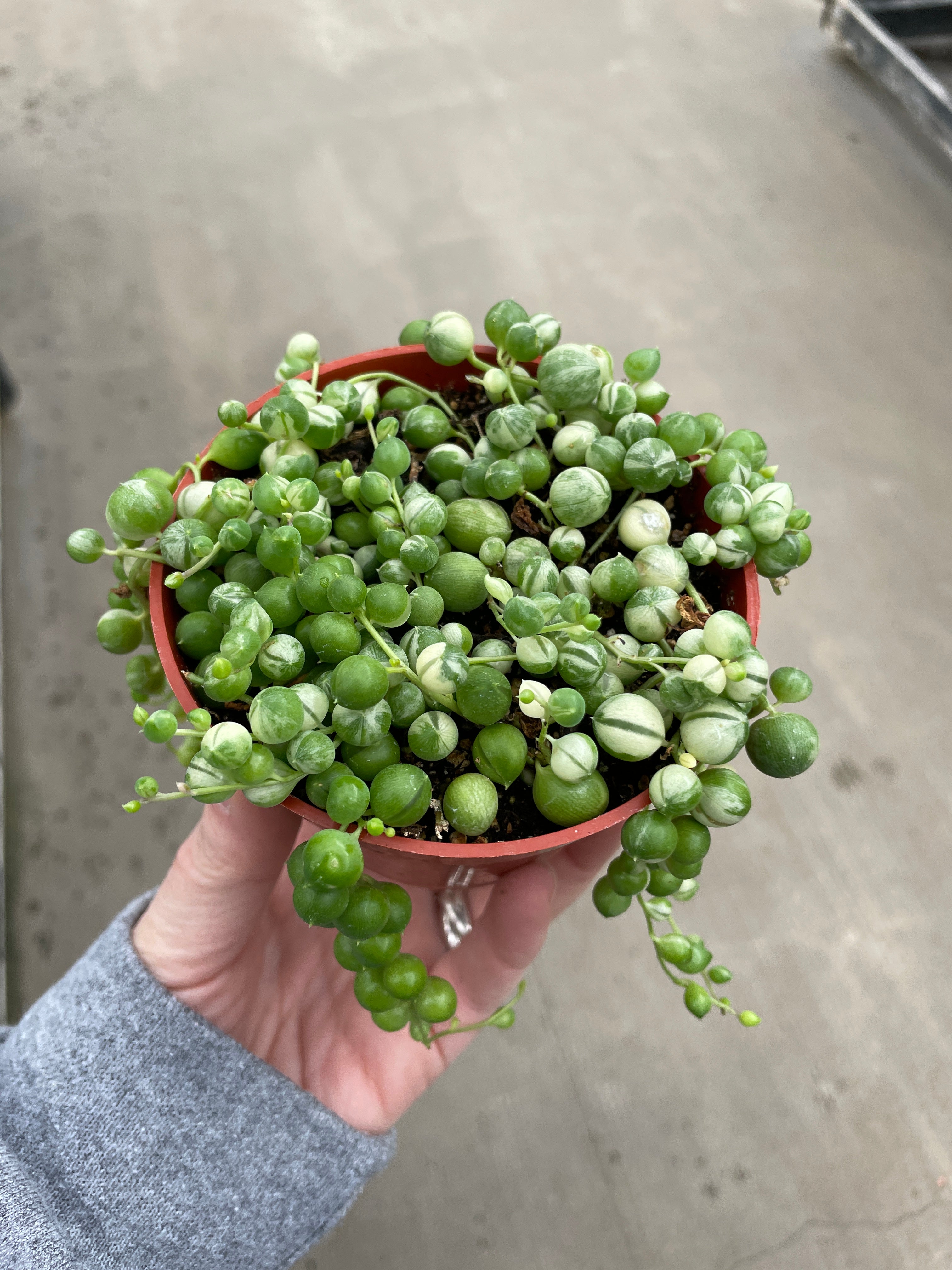 String of Pearls, Variegated