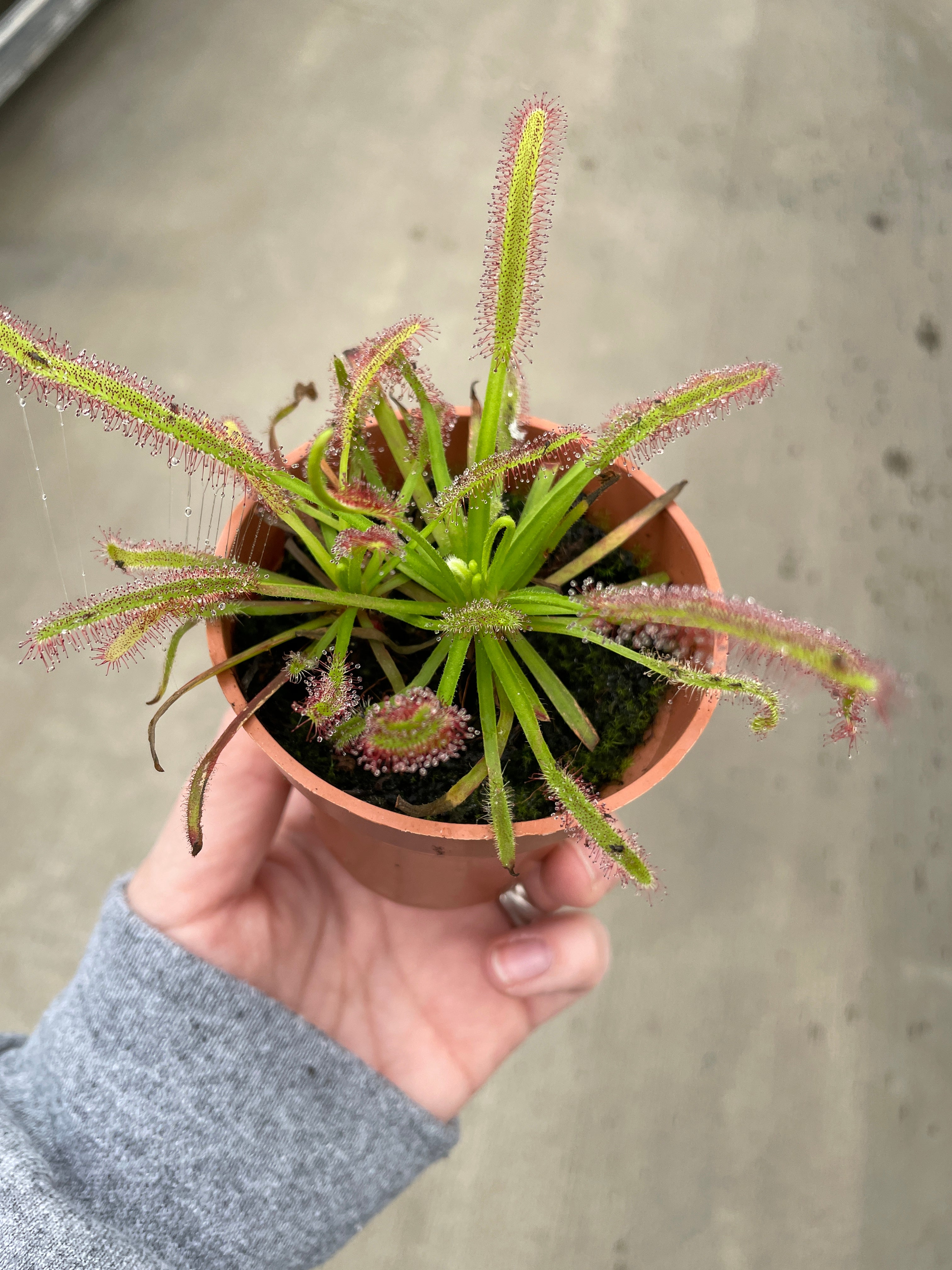 Sundew