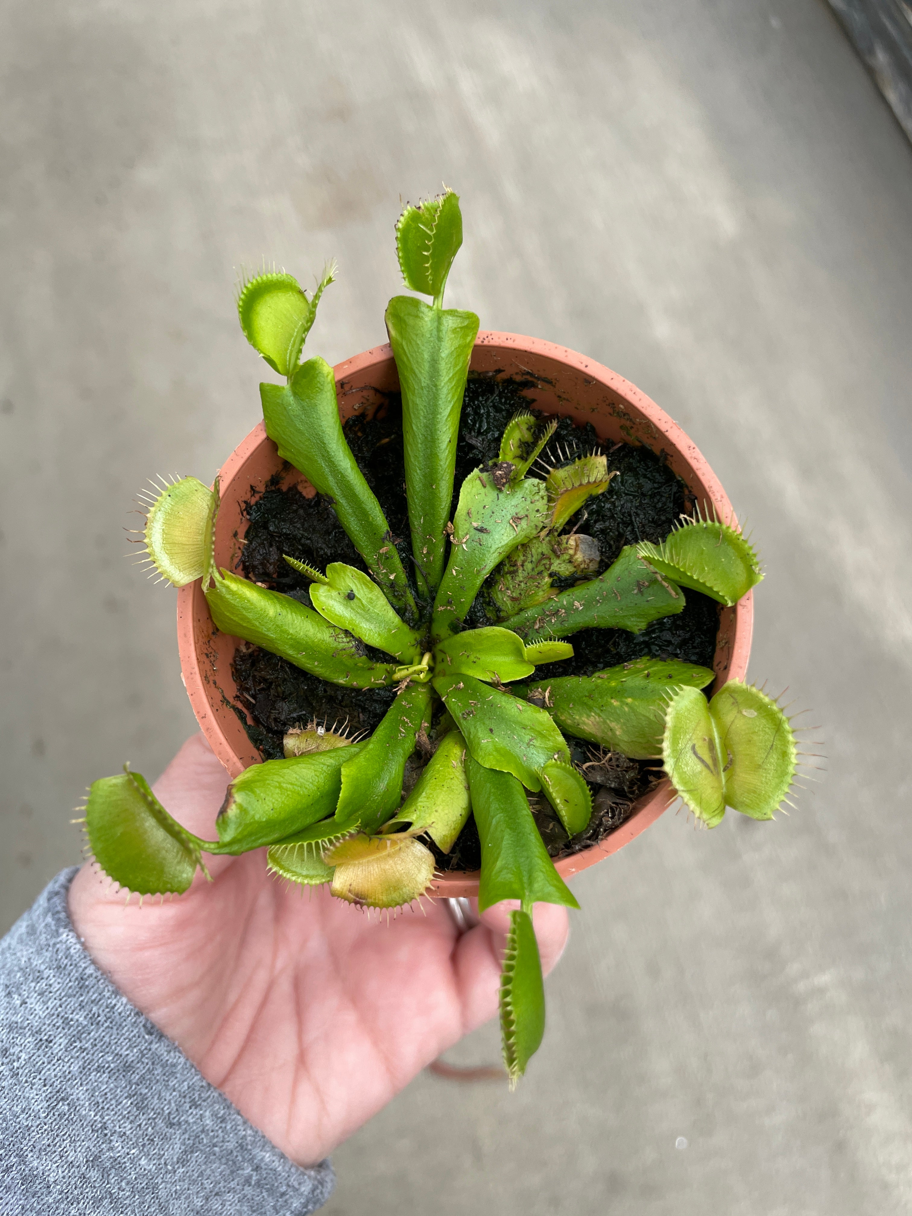 Venus Flytrap