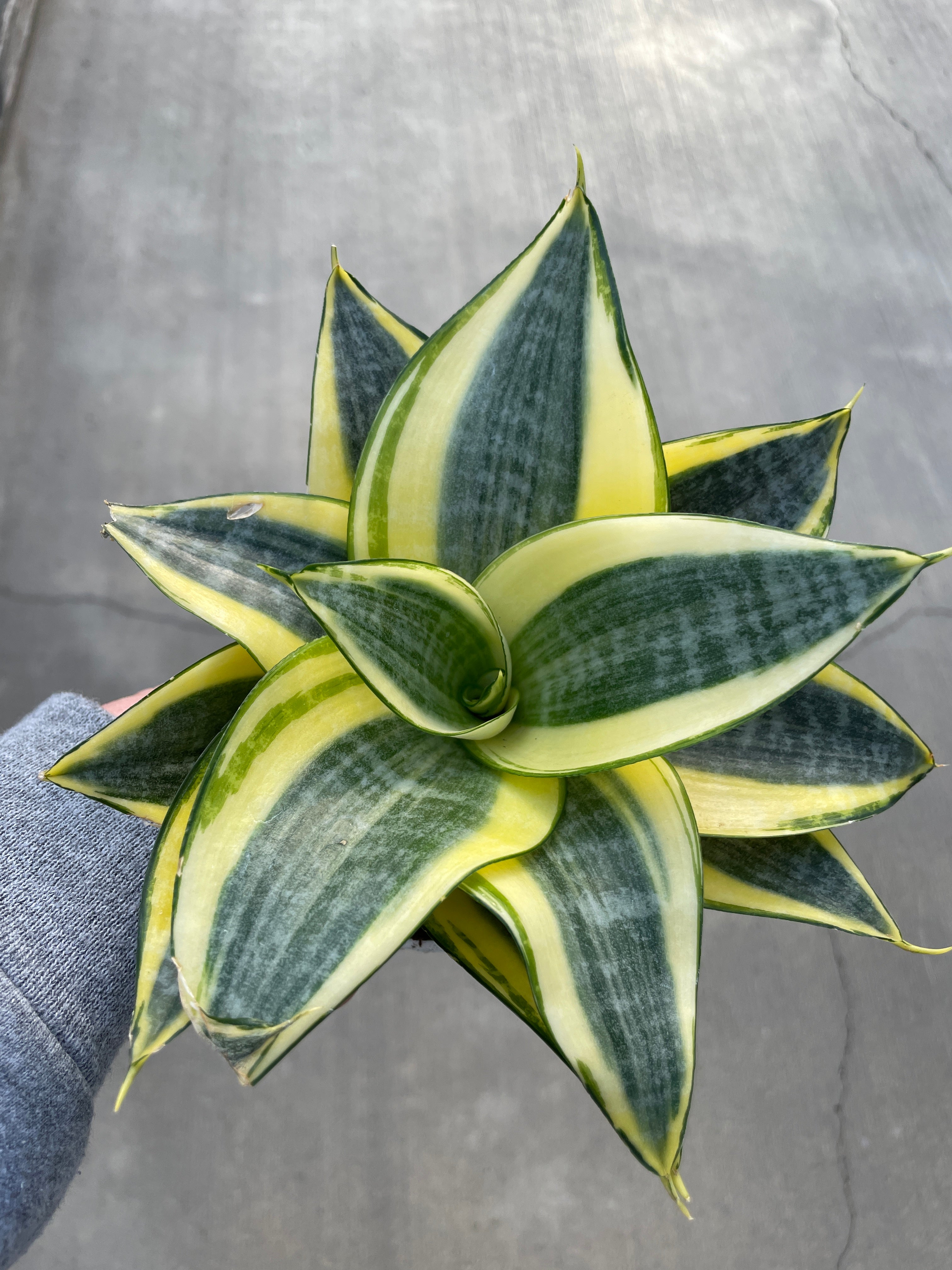 Snake Plant, Bird's Nest