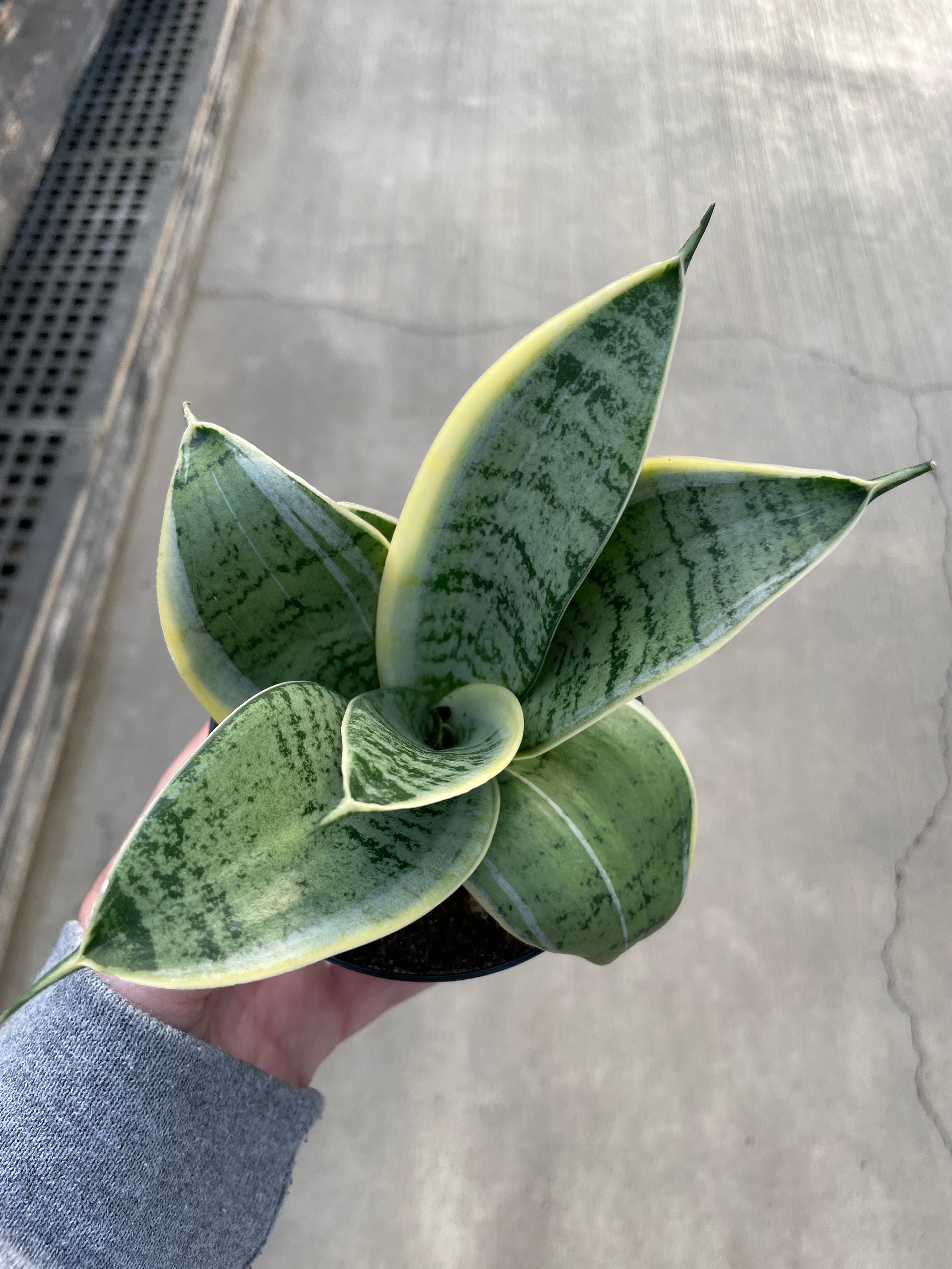 Snake Plant, Bird's Nest