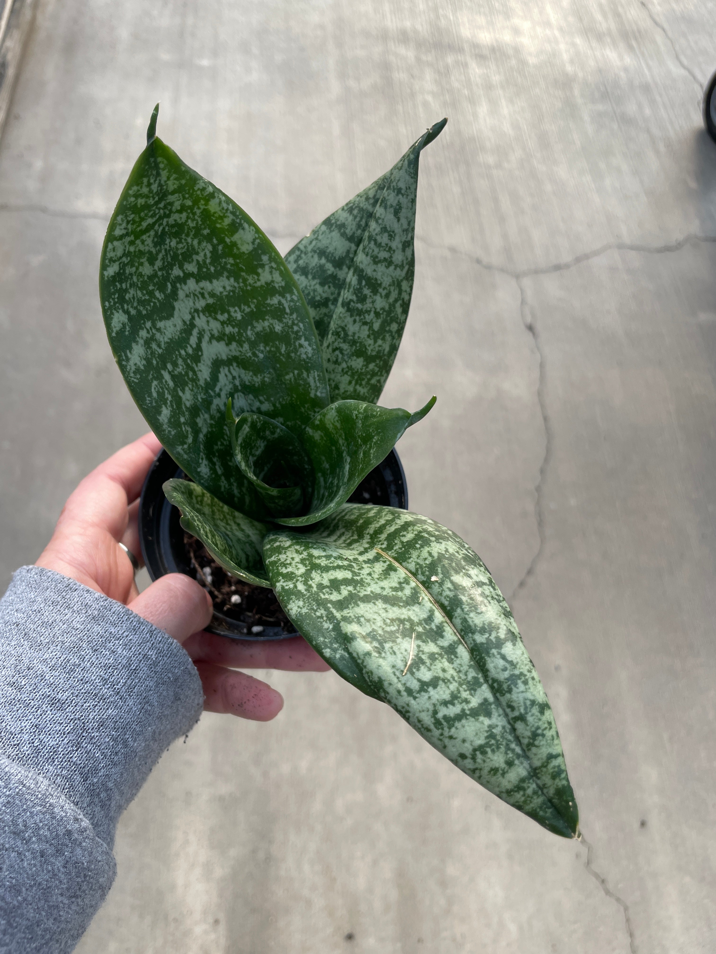 Snake Plant, Bird's Nest