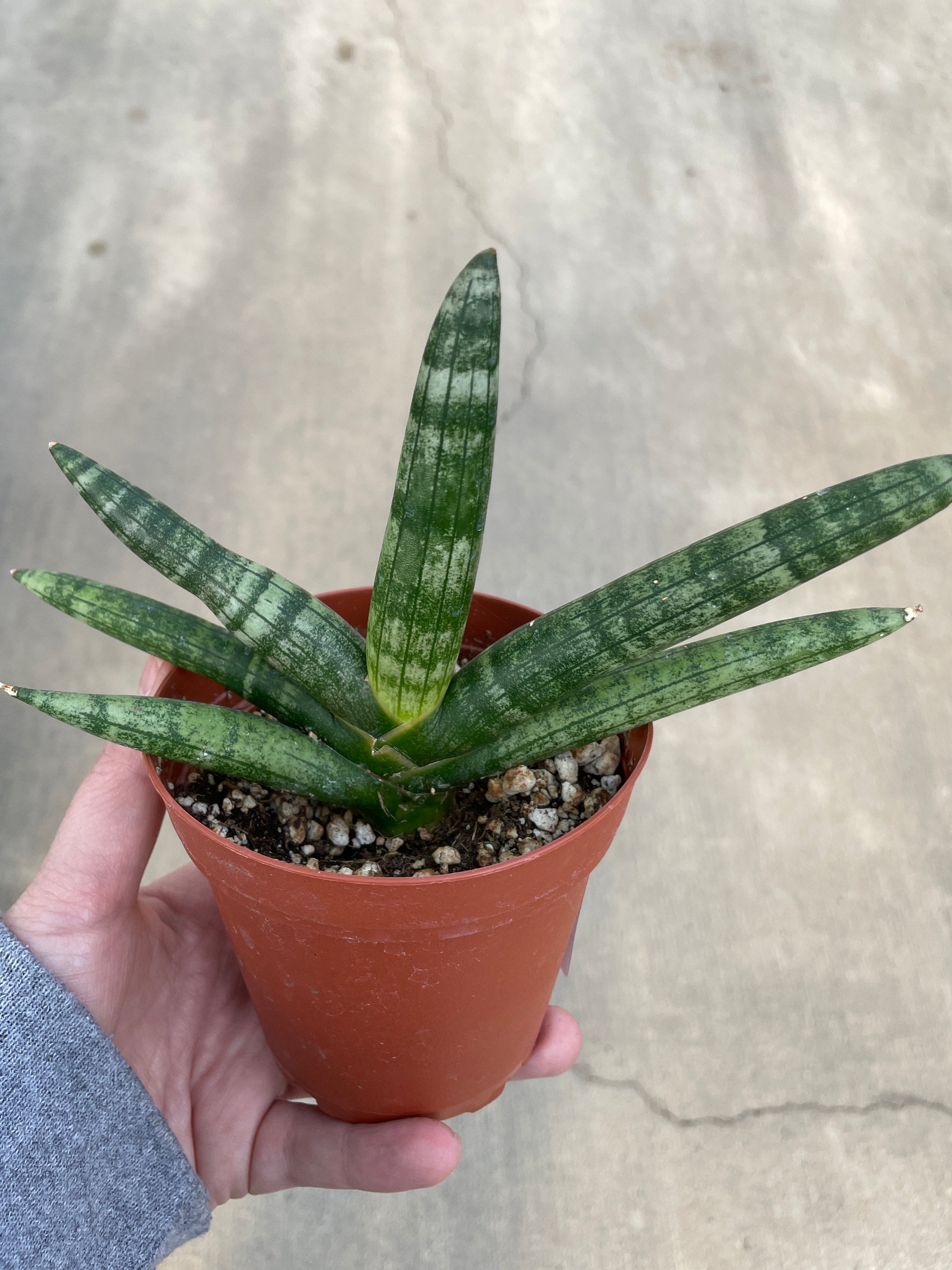 Snake Plant, Boncel "Starfish"