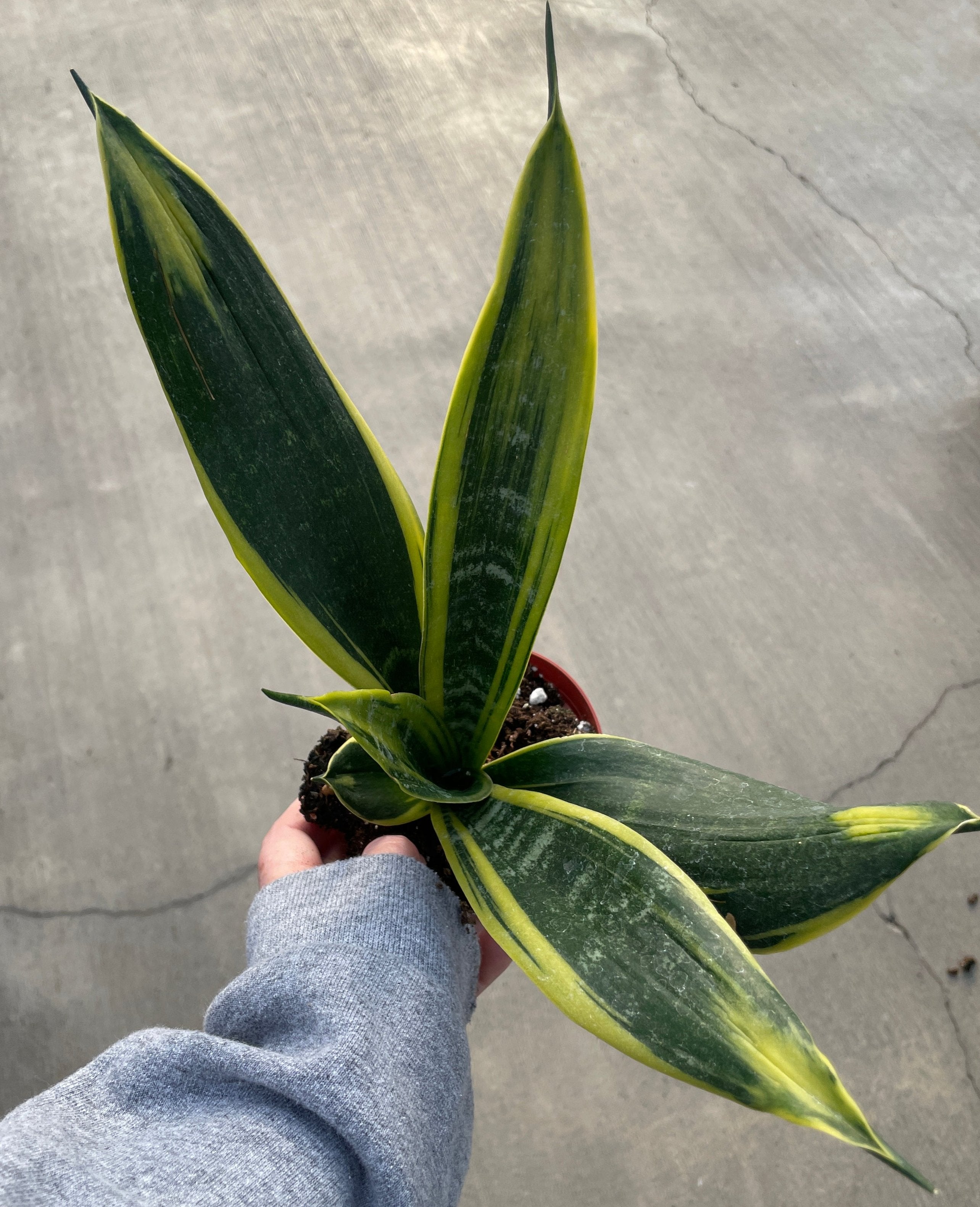 Snake Plant, Golden Flame