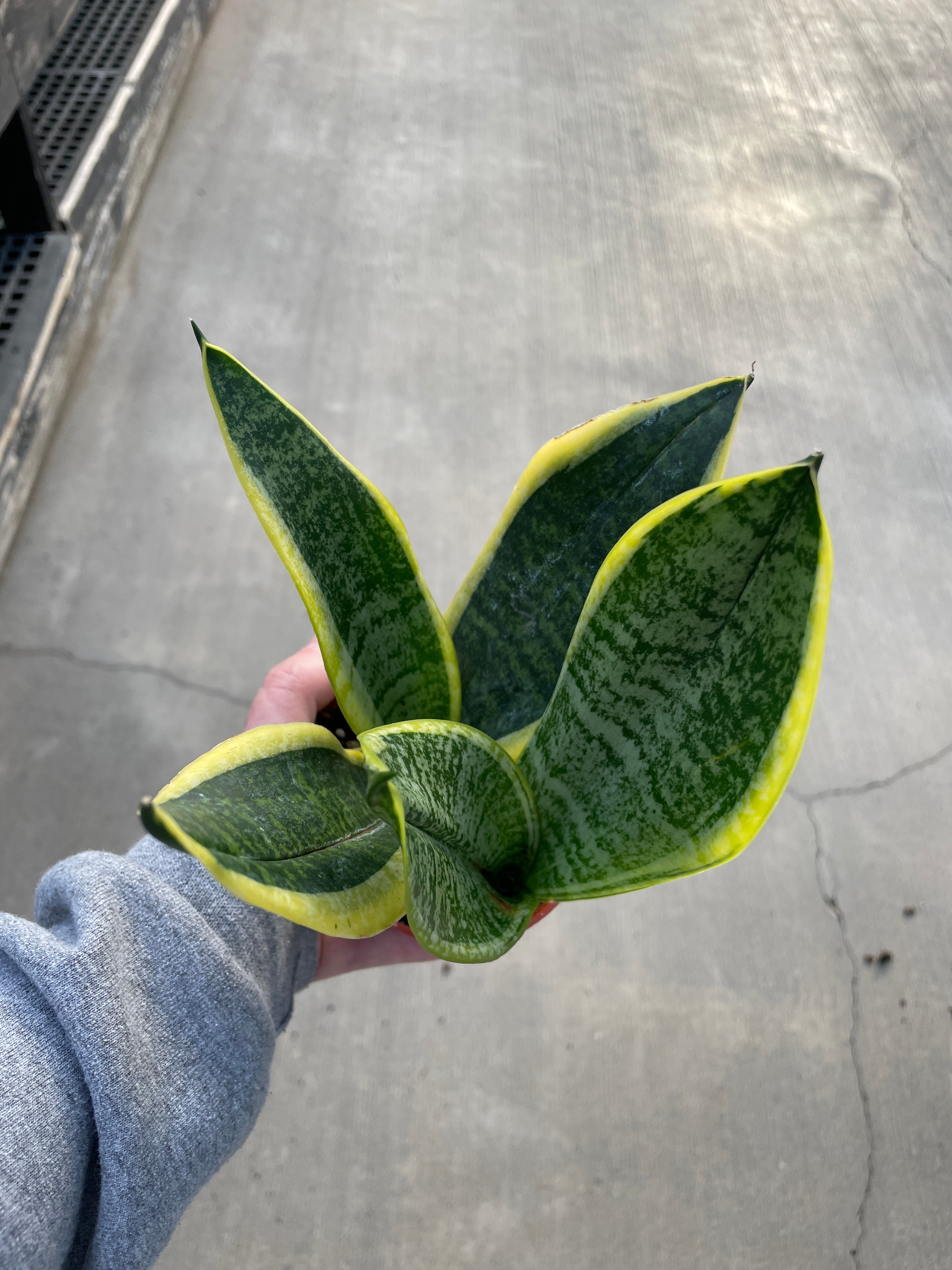 Snake Plant, Golden Flame