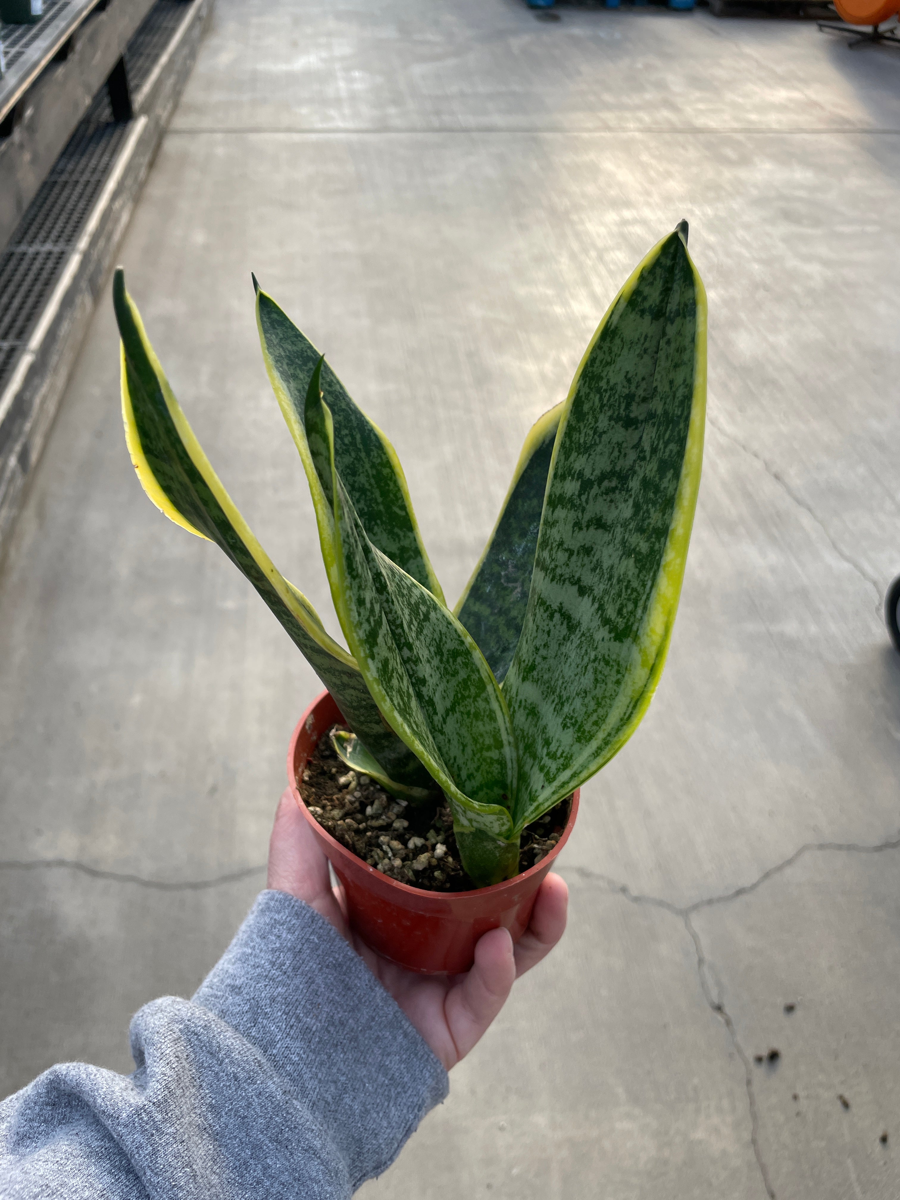 Snake Plant, Golden Flame