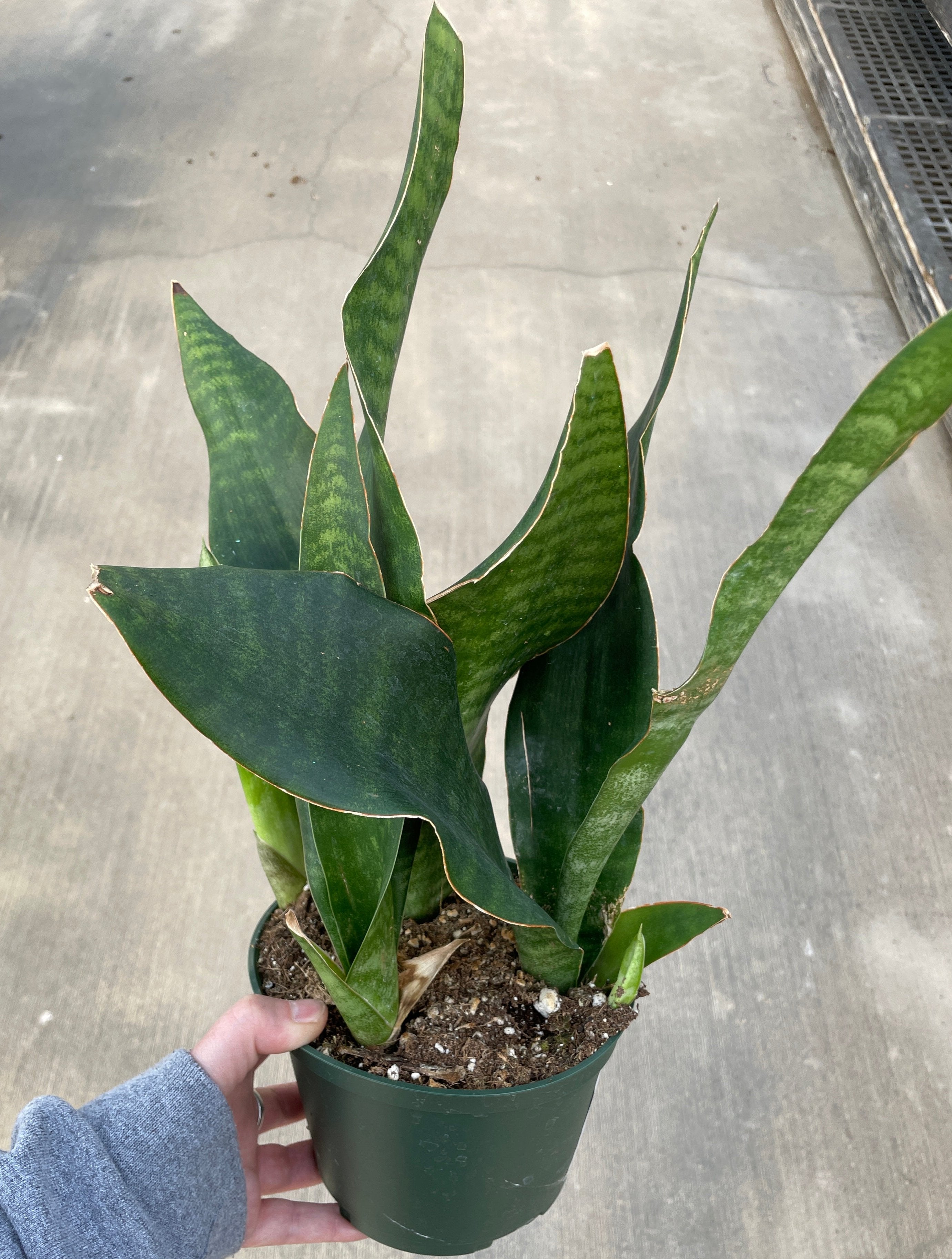 Snake Plant, Jaboa