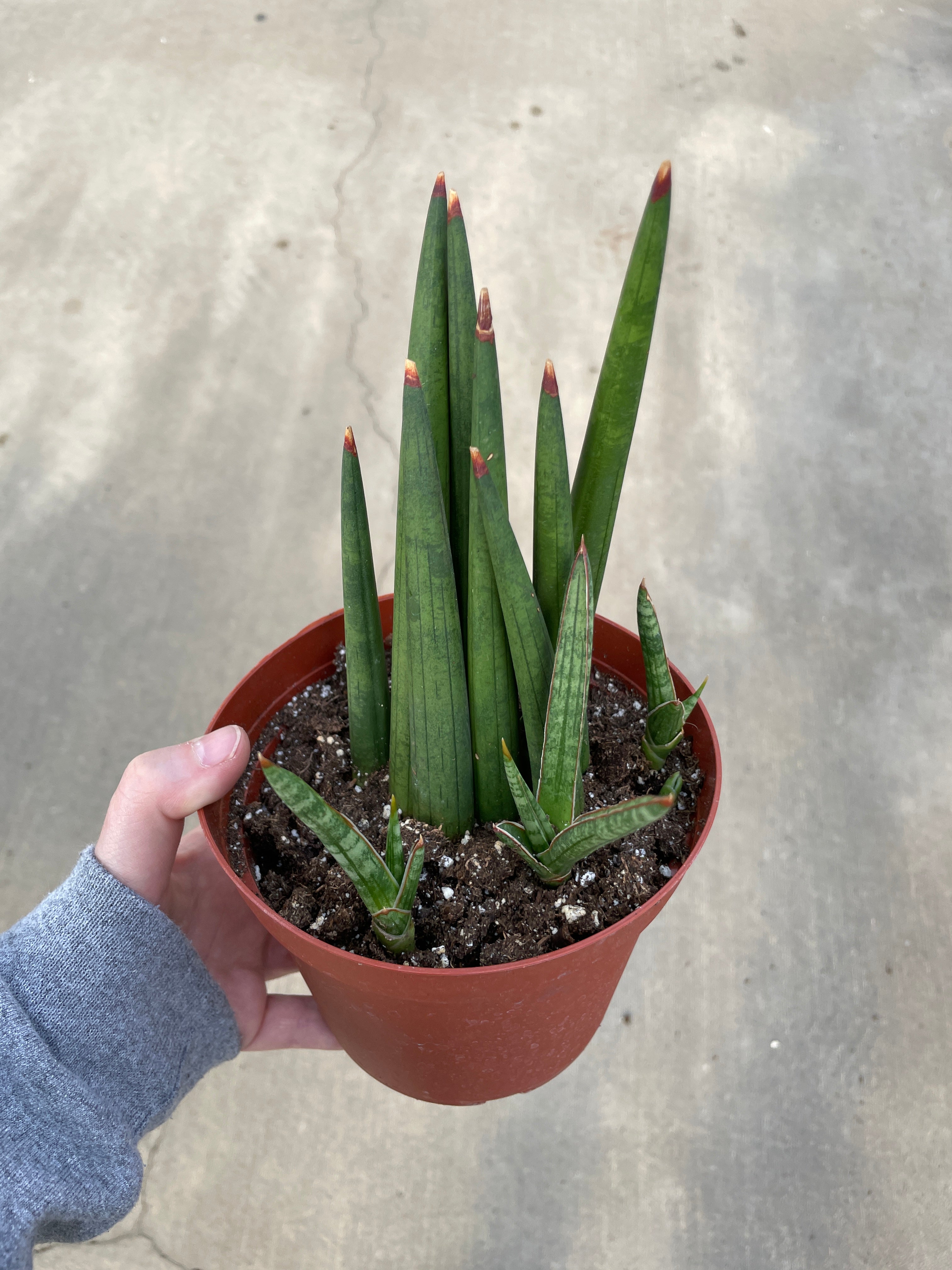 Snake Plant, Bob Mikado