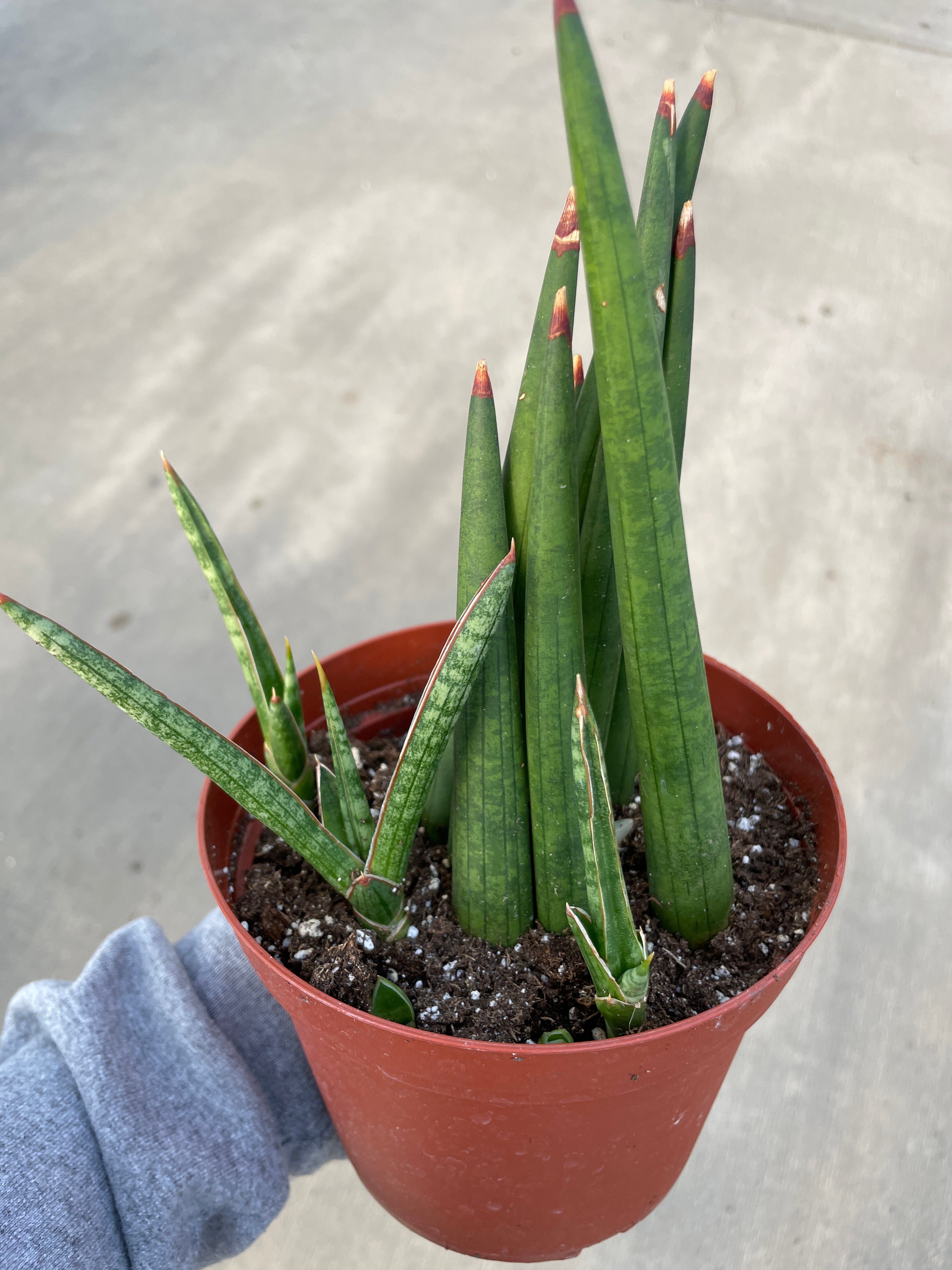 Snake Plant, Bob Mikado