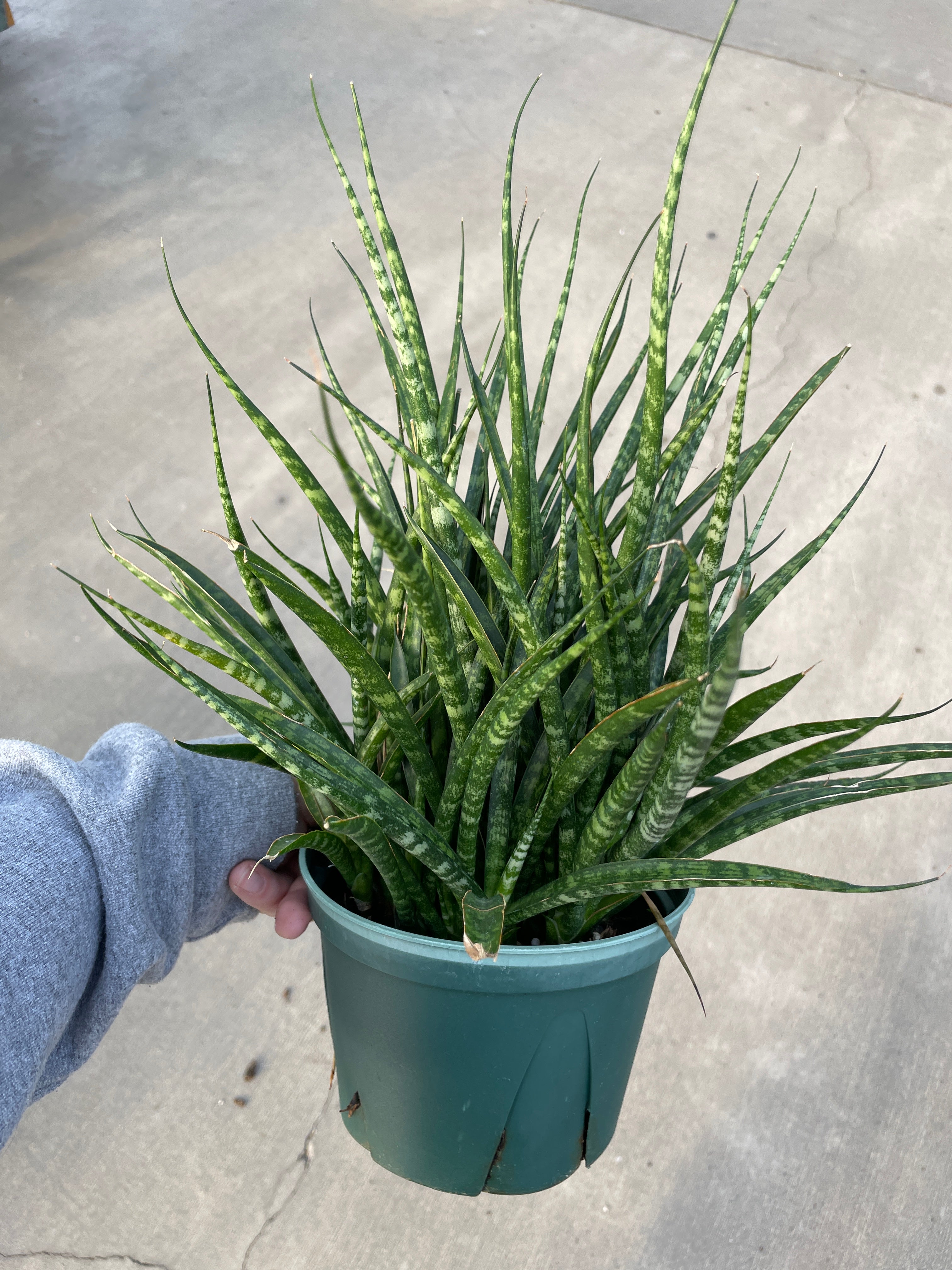 Snake Plant, Fernwood Mikado