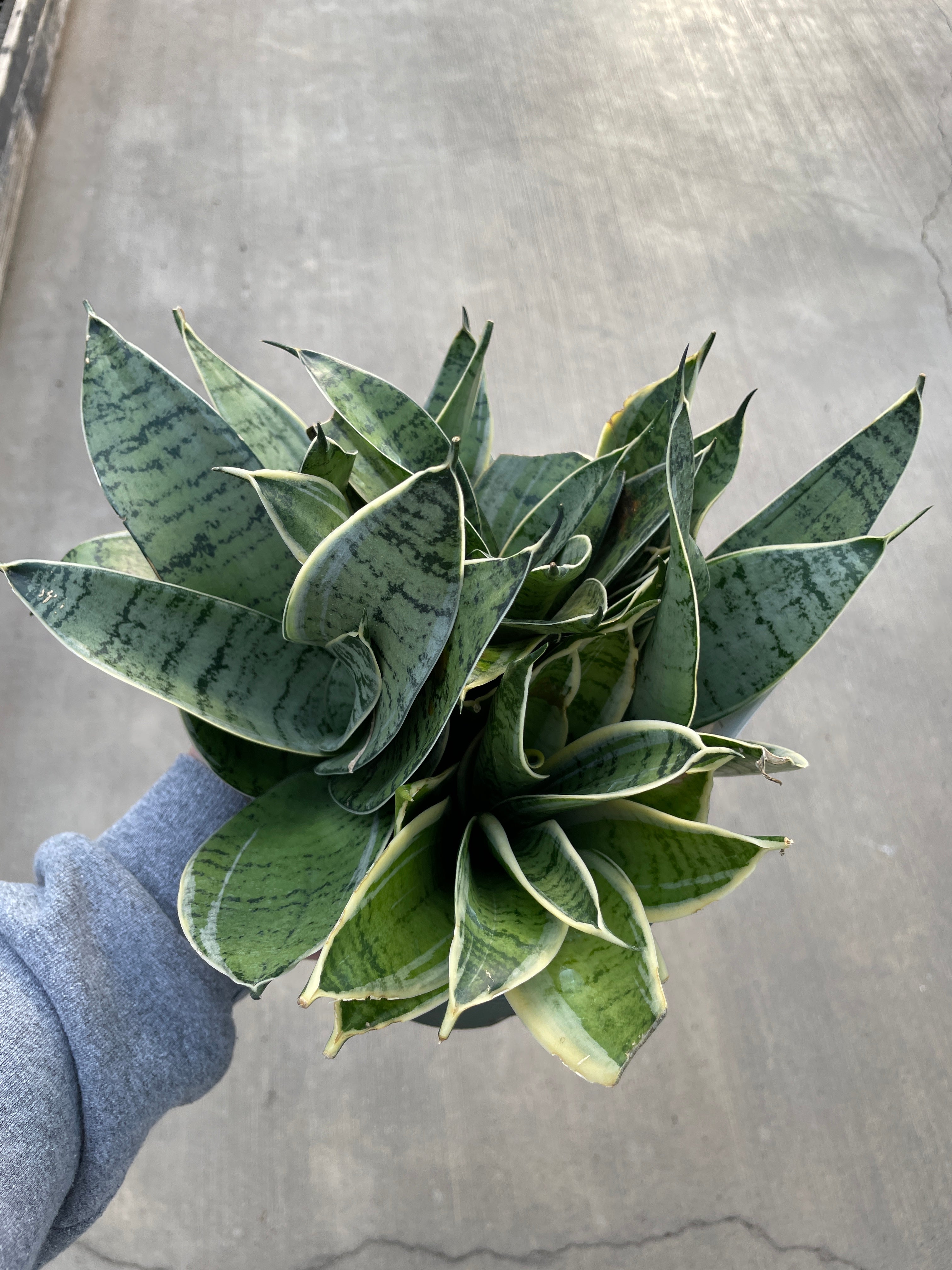 Snake Plant, Night Owl