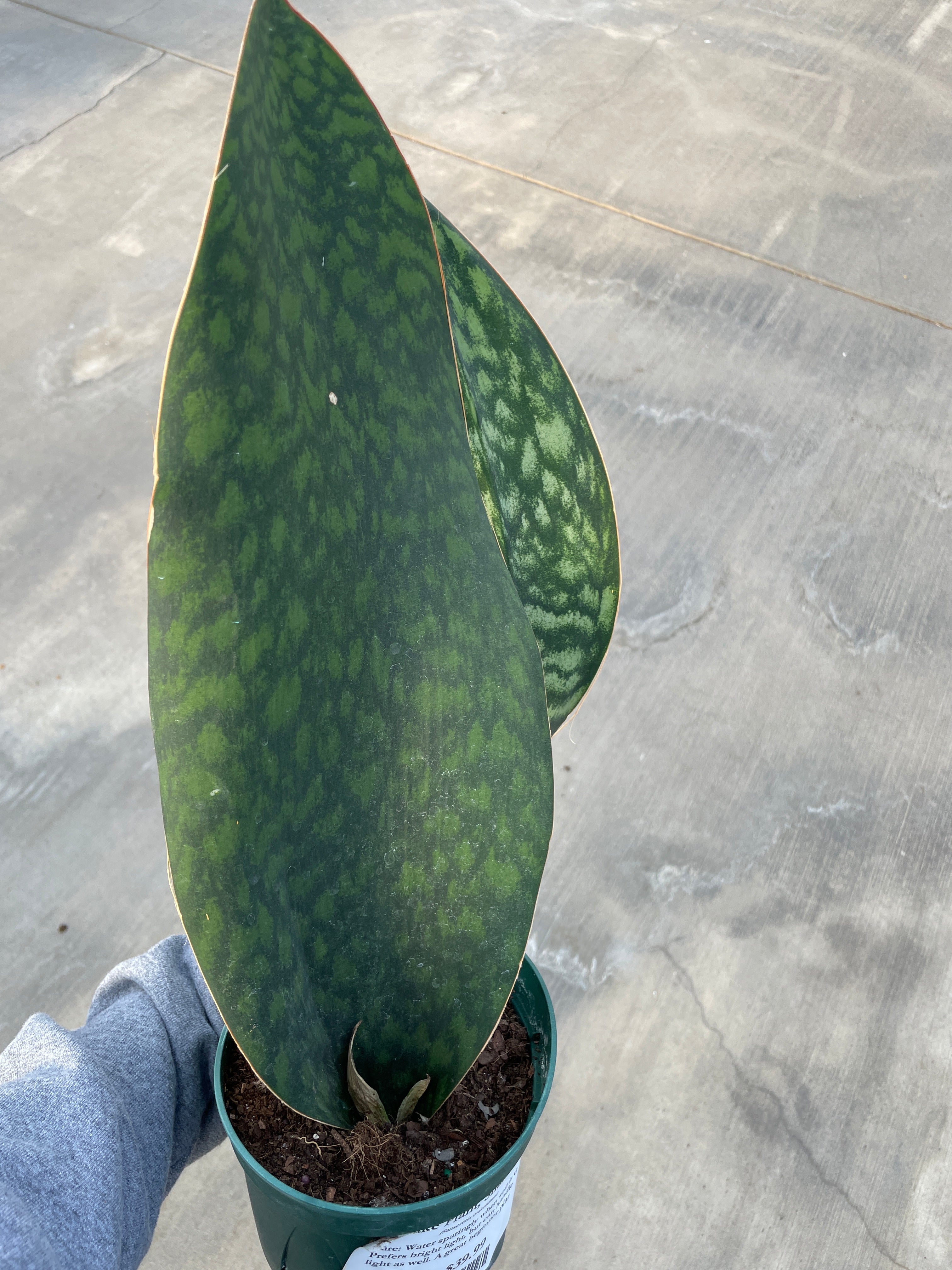 Snake Plant, Shark Fin