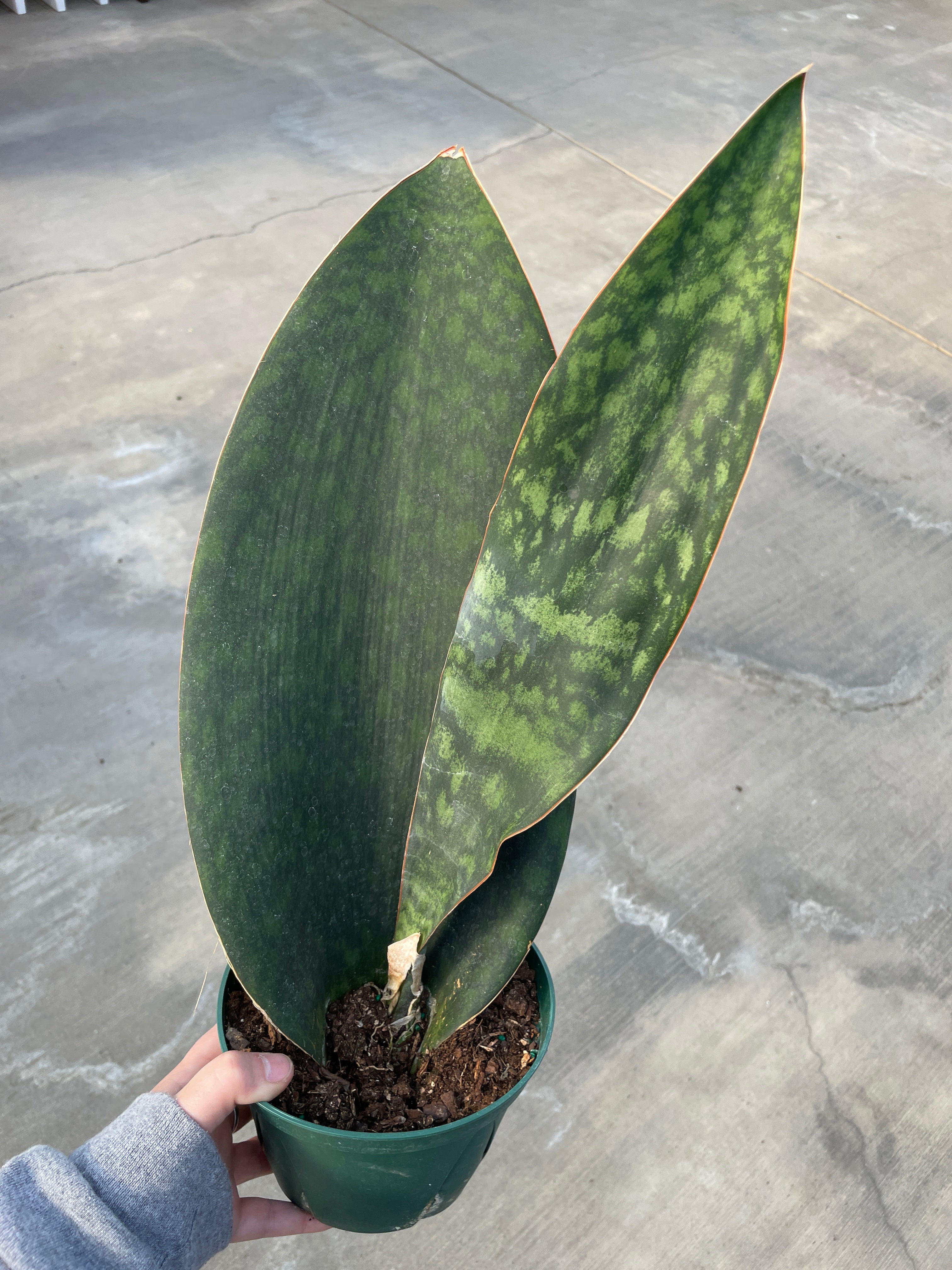 Snake Plant, Shark Fin